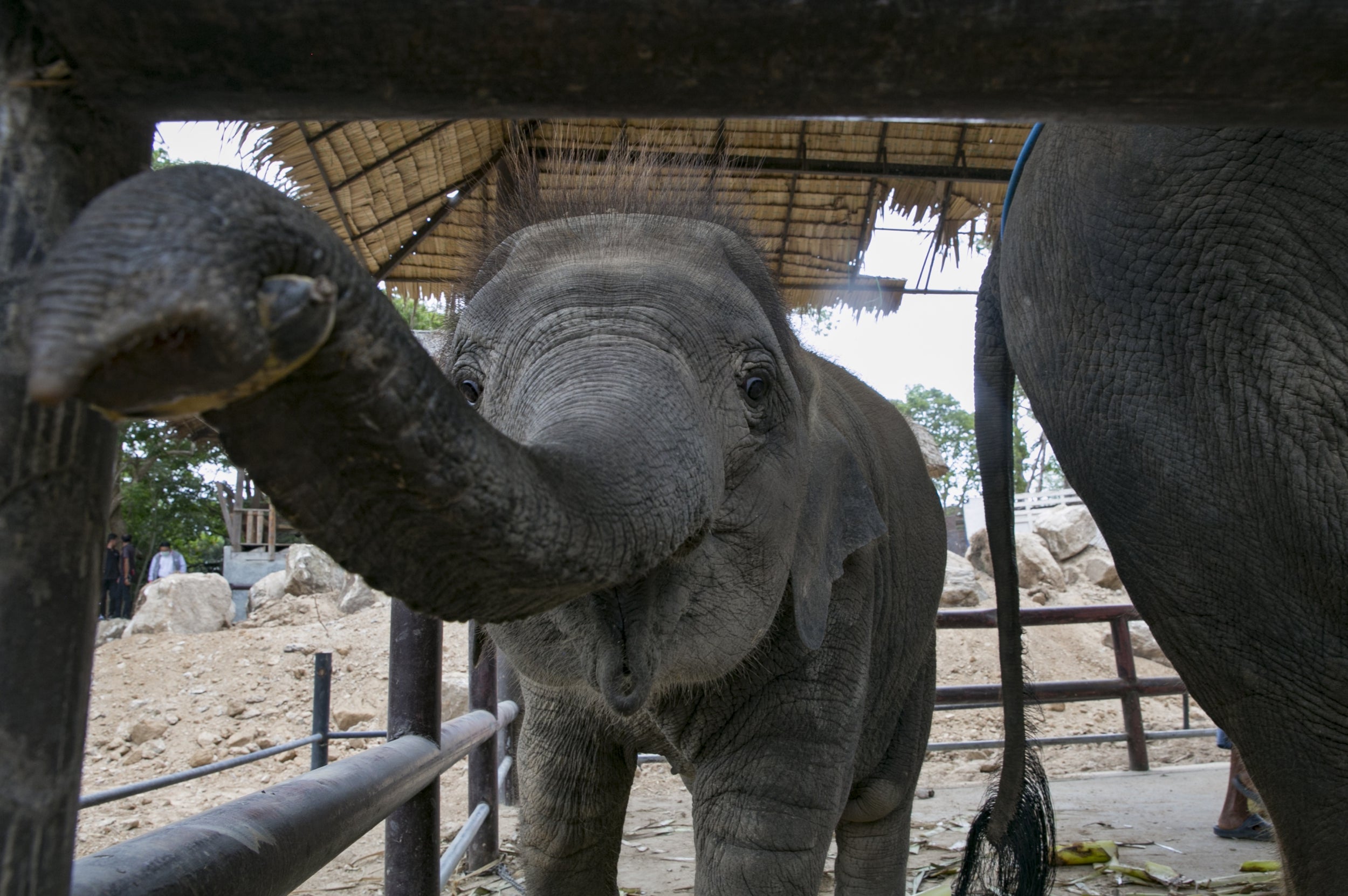 Thailand has nearly 4,000 domesticated elephants that need to be cared for