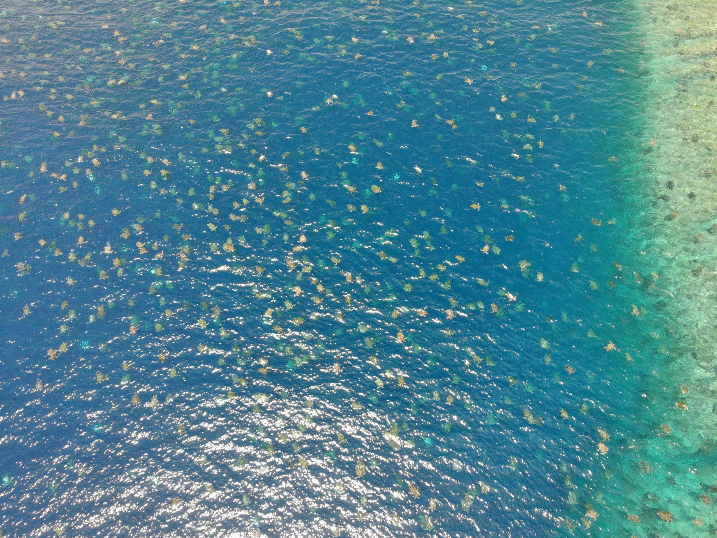 World’s largest green turtle colony nearly twice as big as thought