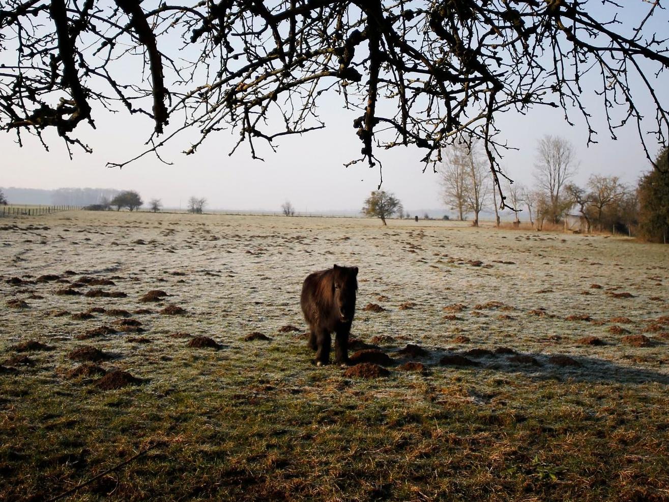 Shetland ponies originate from Scotland and typically have short legs and a heavy coat