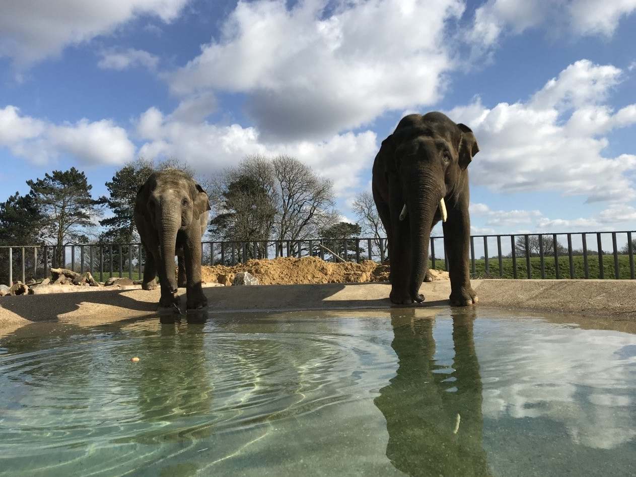 Elephants at Whipsnade zoo, which had warned it could face closure if visitors were not allowed back soon