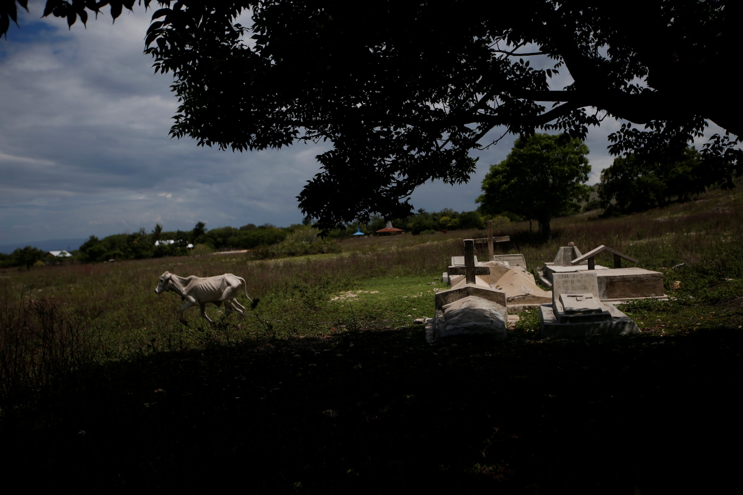 A cow runs past graves in Hamba Praing village