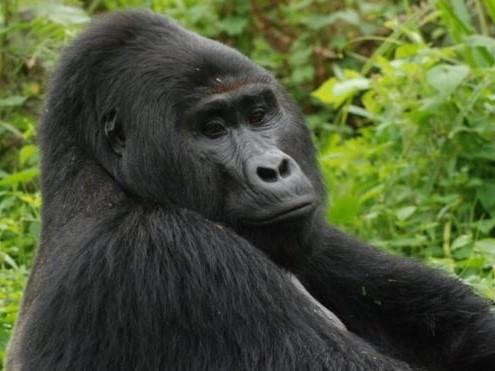 Rafiki the gorilla. The ‘Pearl of Africa’ has rich and diverse wildlife, including great apes, mountain gorillas, and chimpanzees