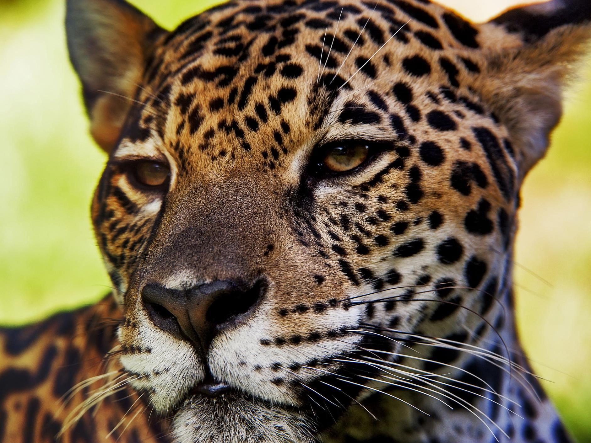 Jaguars in the Atlantic Forest are threatened by habitat loss and illegal hunting