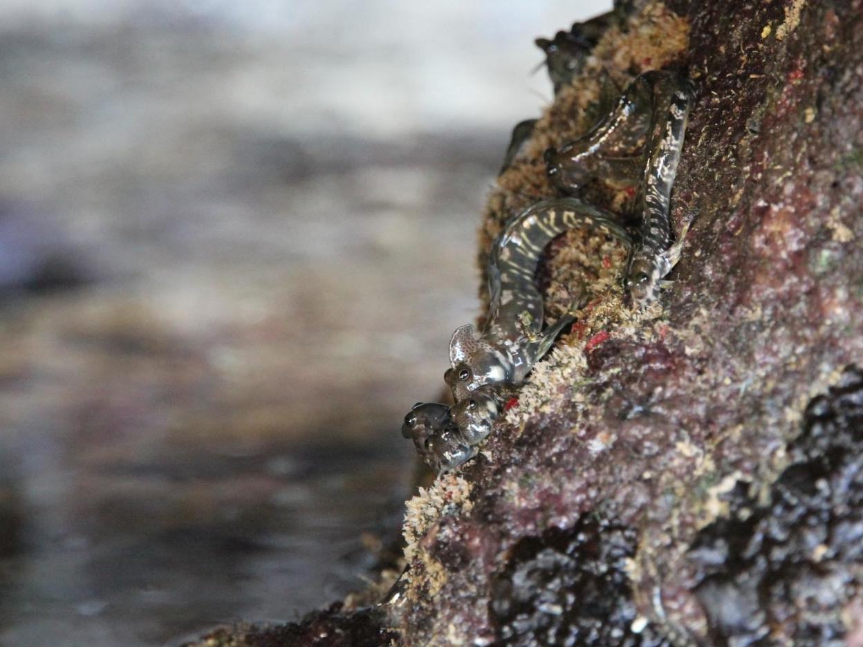 A group of Pacific leaping blennies out of the water on the foreshores of the island Guam