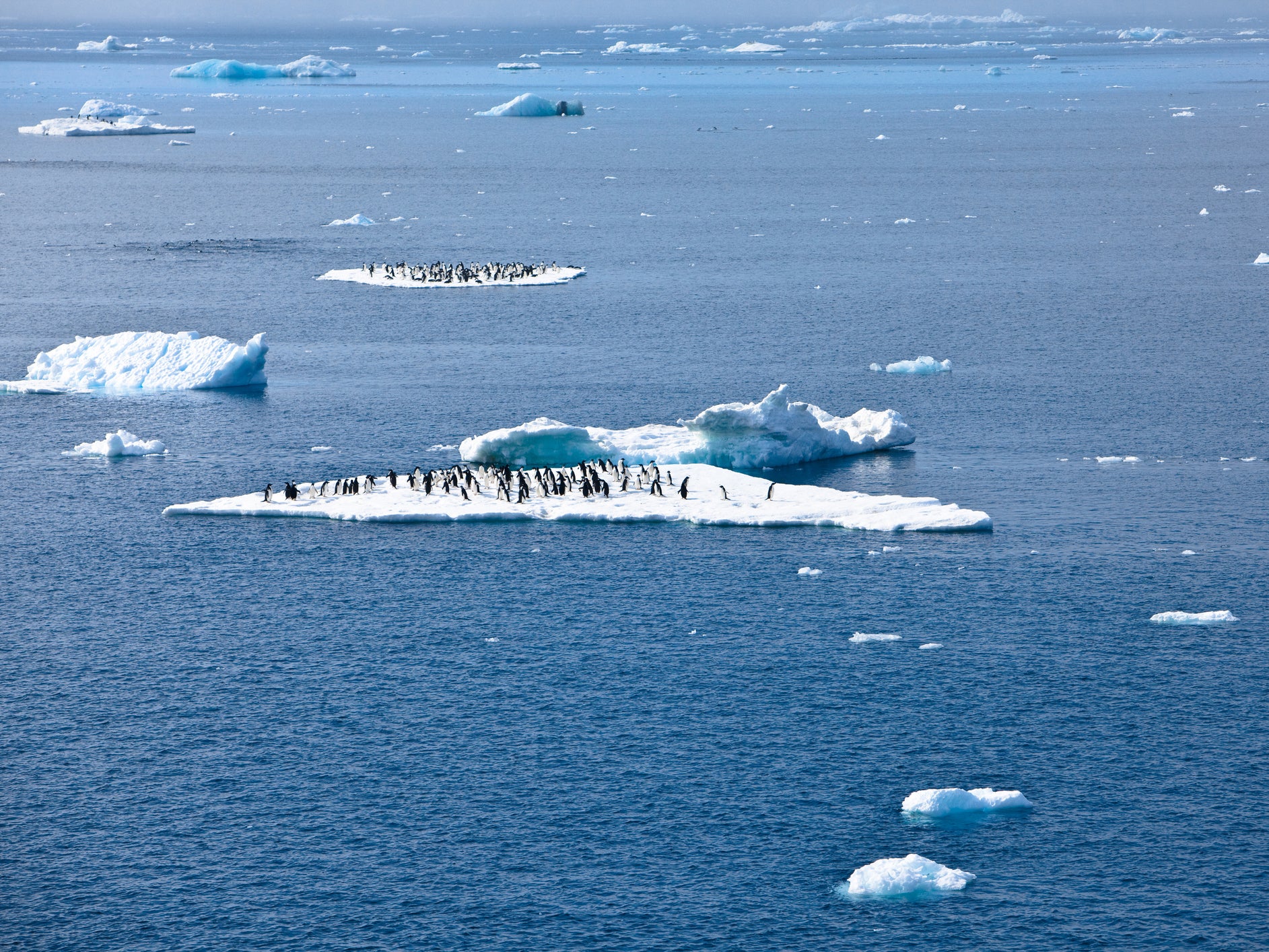 Penguins are among the species dependent on the continued existence of sea ice in Antarctica