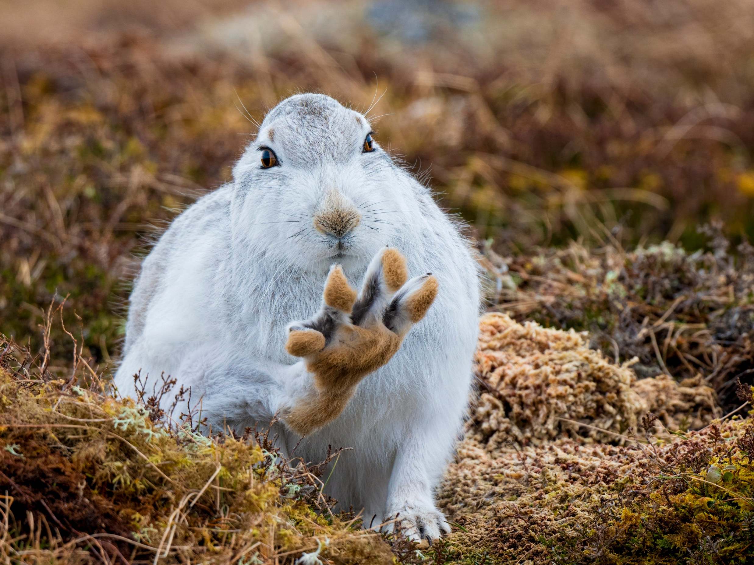 A mountain hare grooms itself, lifting its back paw up as though waving at the camera