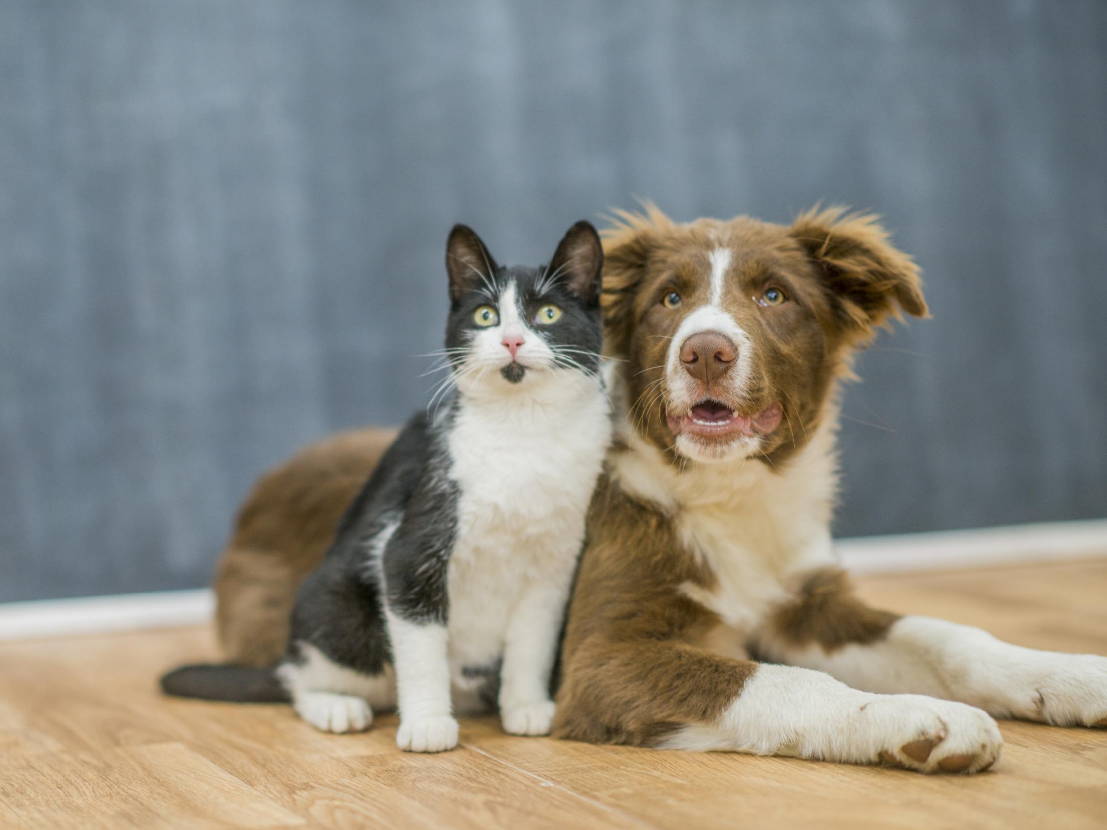 Cats and dogs may be susceptible to Covid-19, research suggests