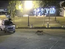 Mountain lion found in downtown San Francisco