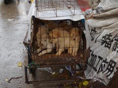 China’s dog-meat festival opens for potentially the last time