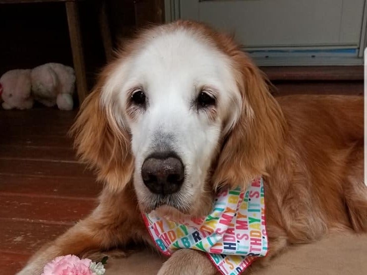 August the golden retriever celebrates her 20th birthday