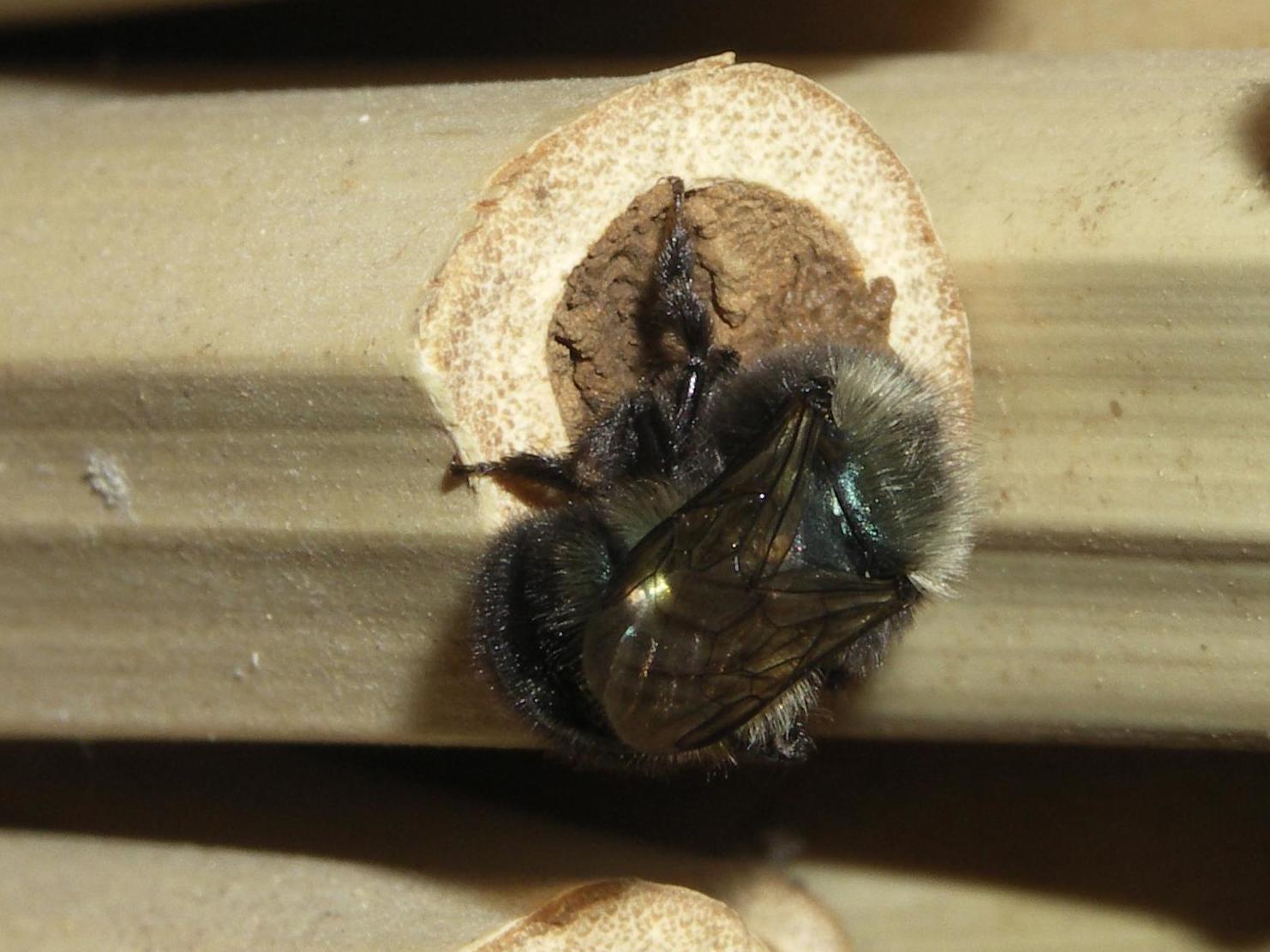 Species of mason bee are effective pollinators and are among wild bees most likely to use bee nests