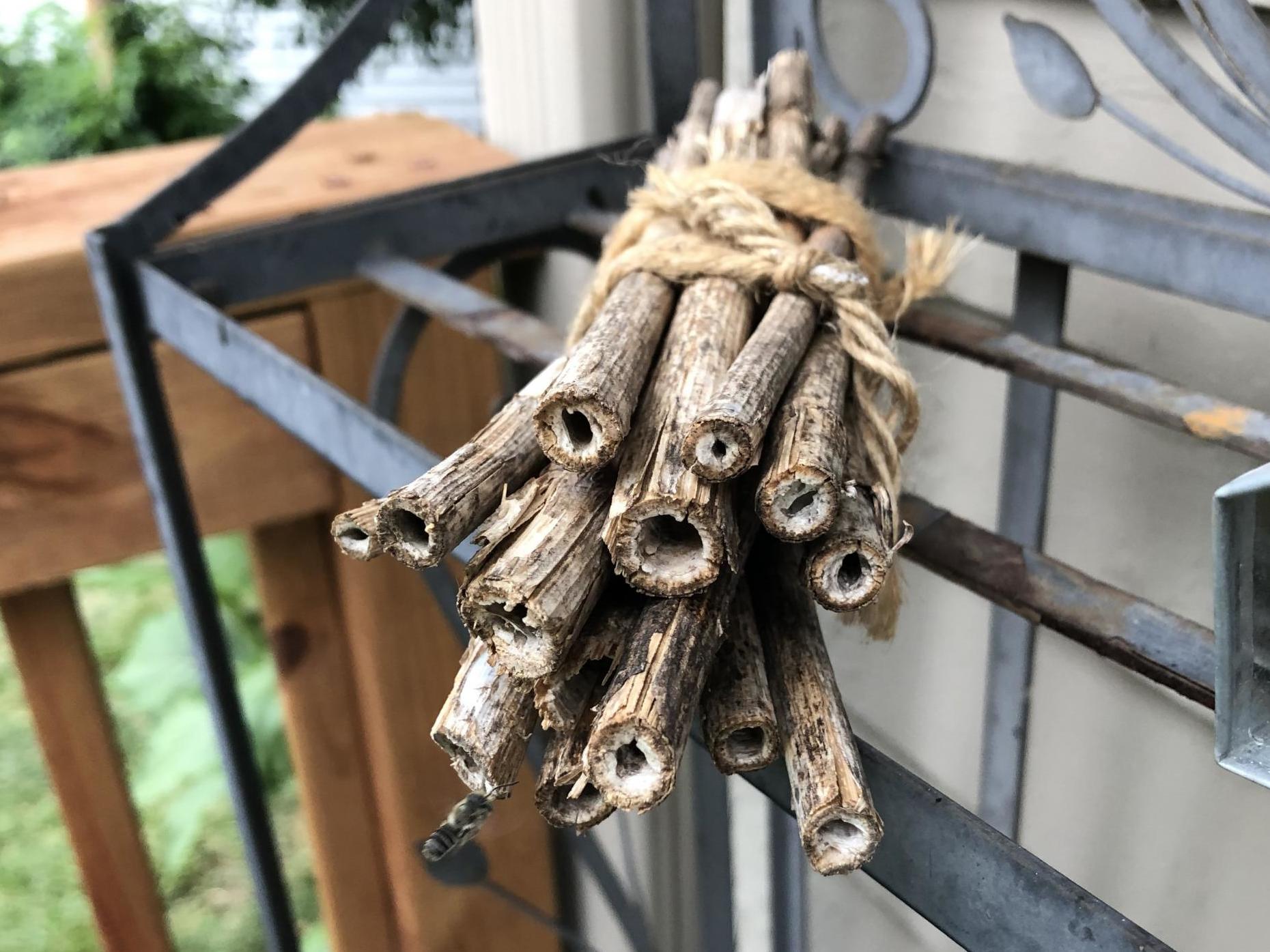 Bee houses can be made from something as simple as a few hollow reeds bundled together