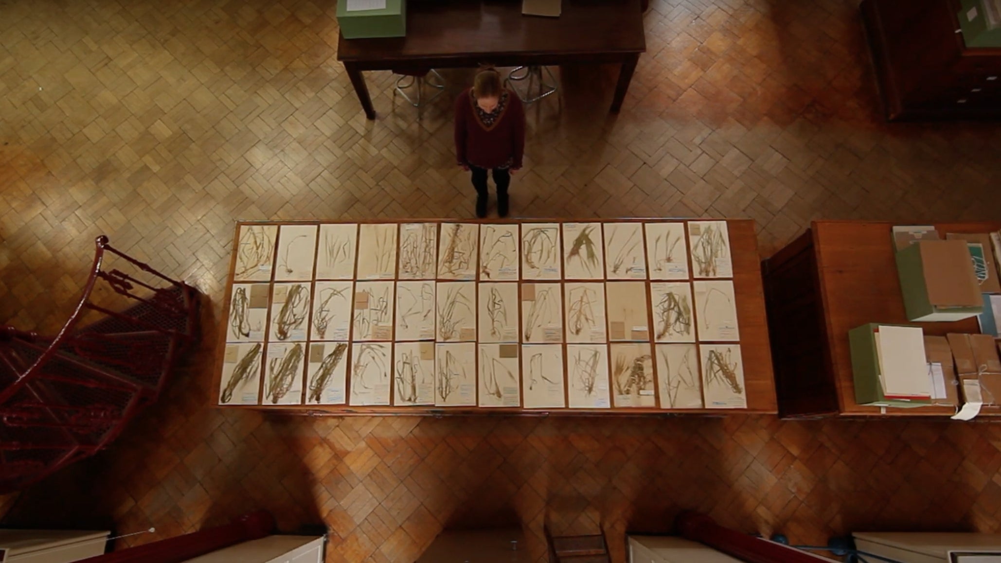 Kew’s Herbarium houses seven million specimens with the oldest dating back to 1696