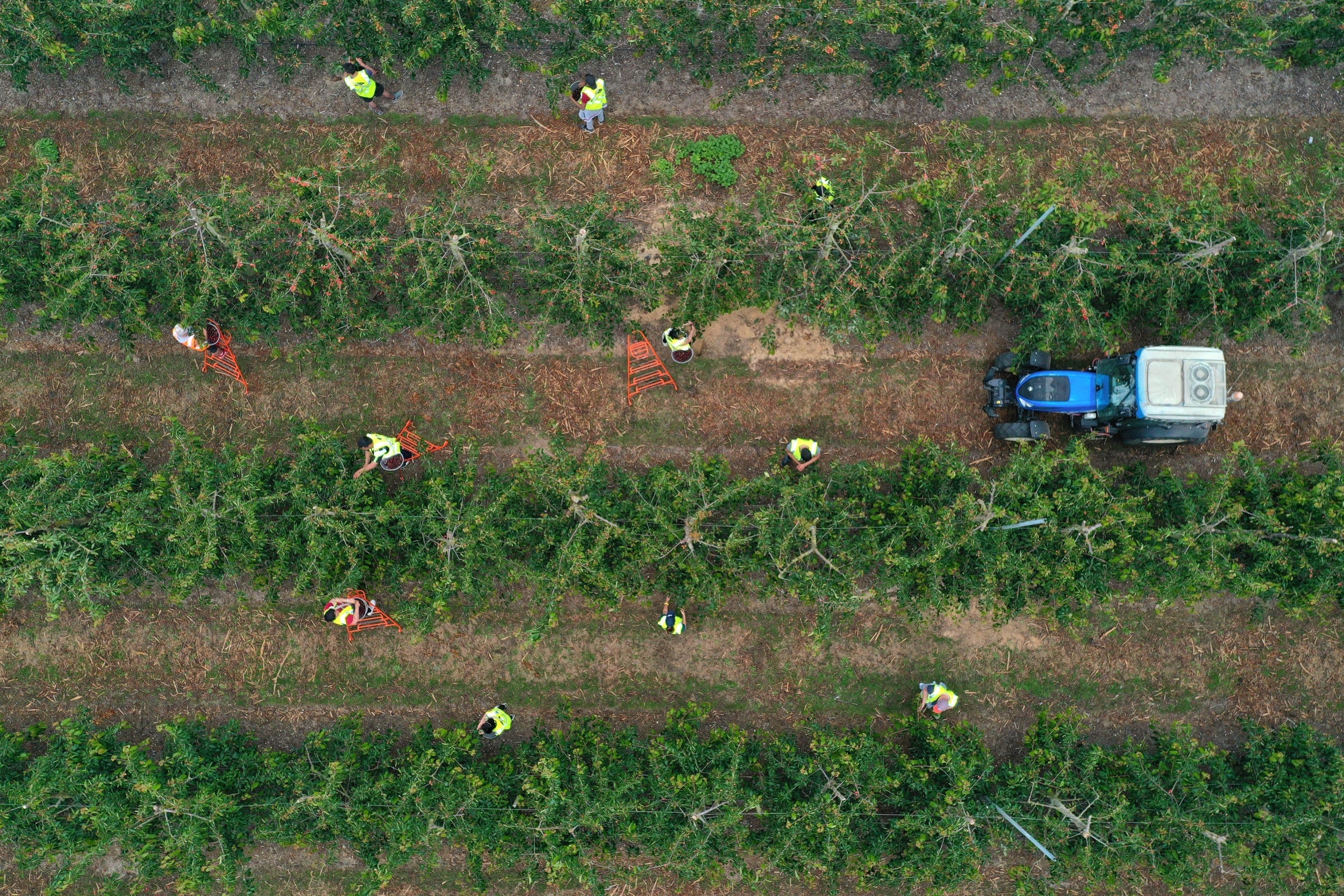 Fruit pickers in Kent