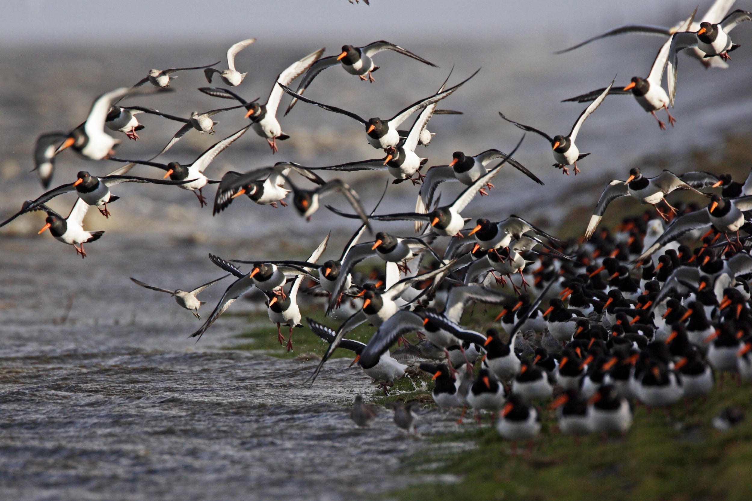 Calmer environments have a positive effect on animals