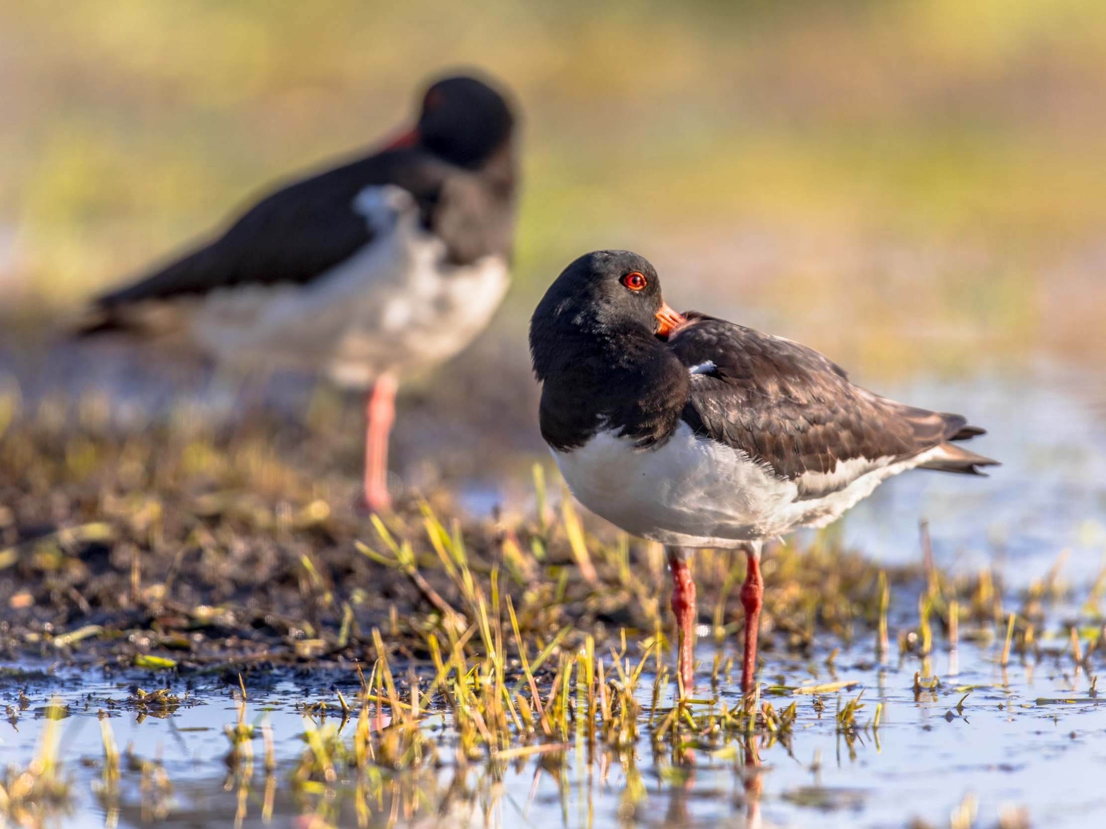 Most animals undergo a reduced state of awareness at some point in their day – even if it leaves them open to predators