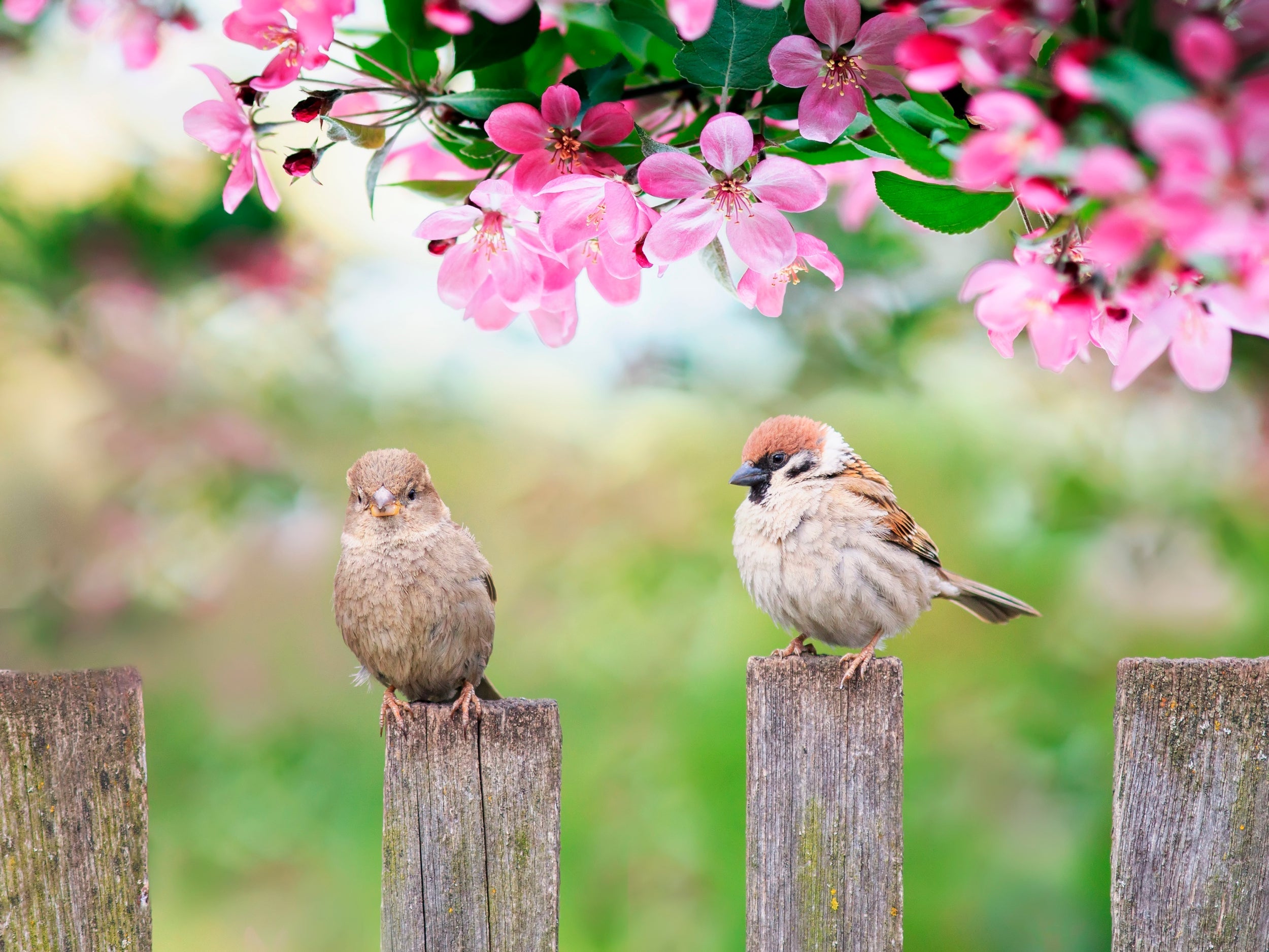 Keep an eye out for birds that are inactive or fail to fly away when approached