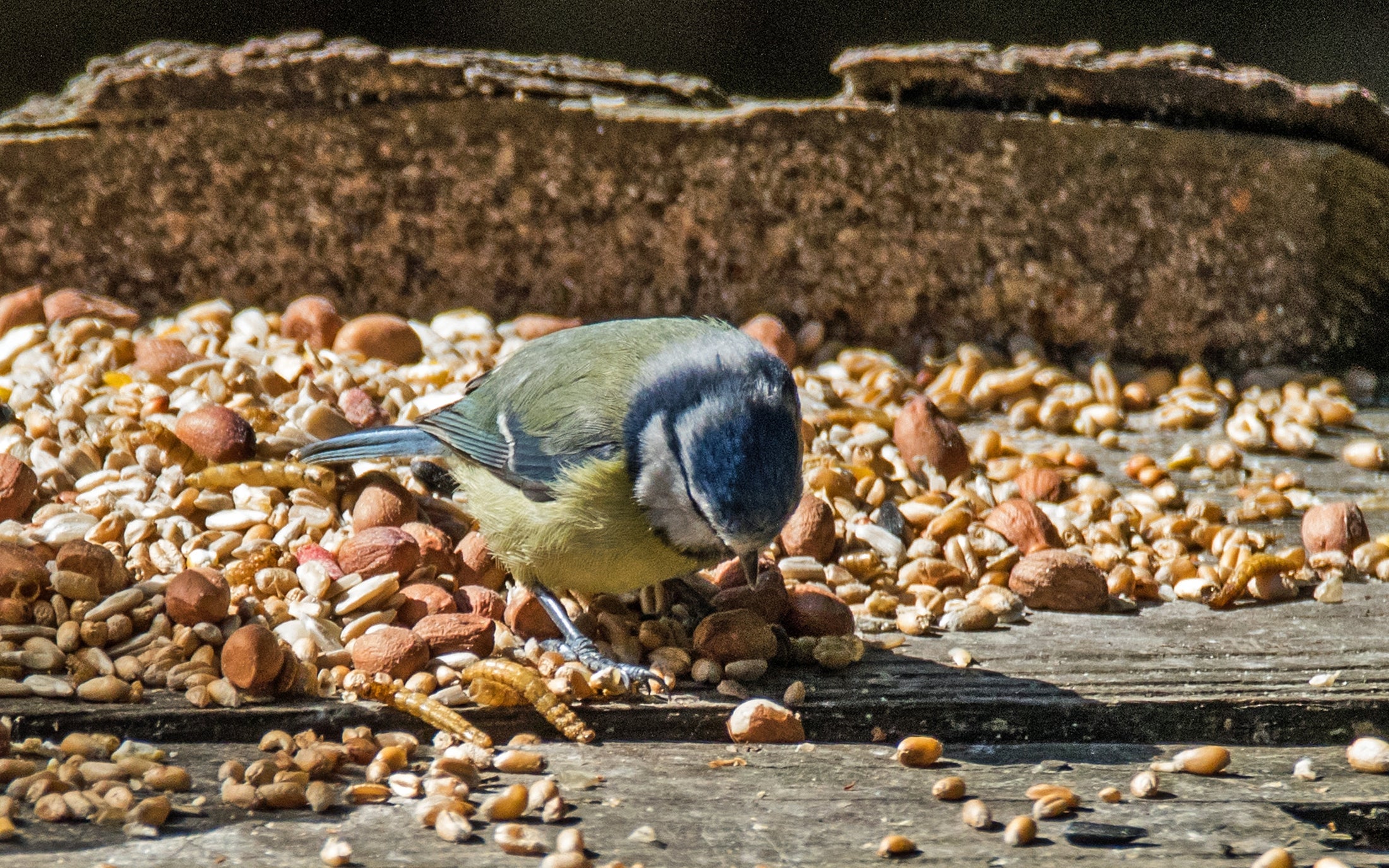 The blue tit, a garden regular in the UK