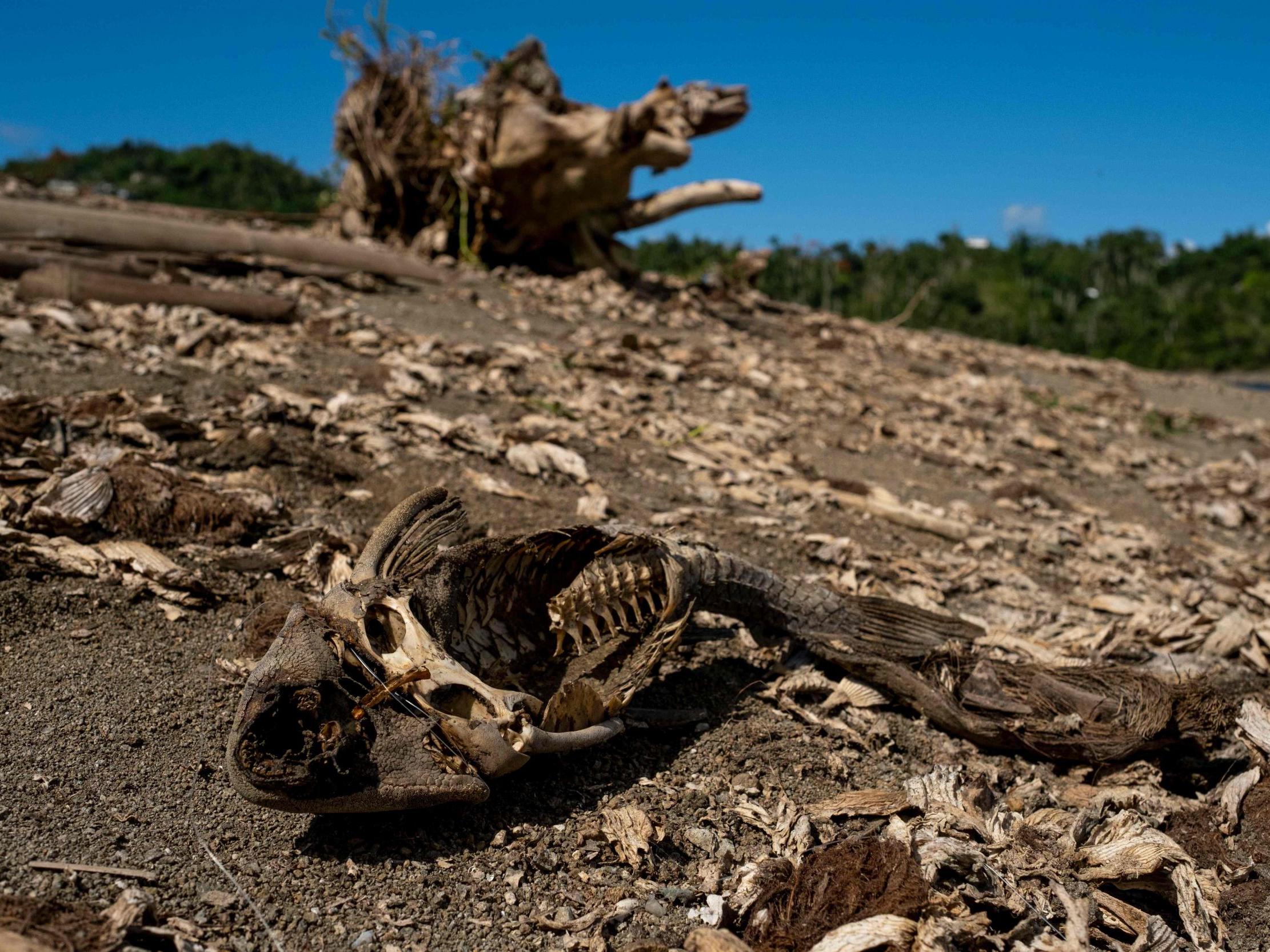 The drought in Puerto Rico will force its residents to suffer water rationing after enduring two destructive hurricanes, a series of earthquakes and the pandemic