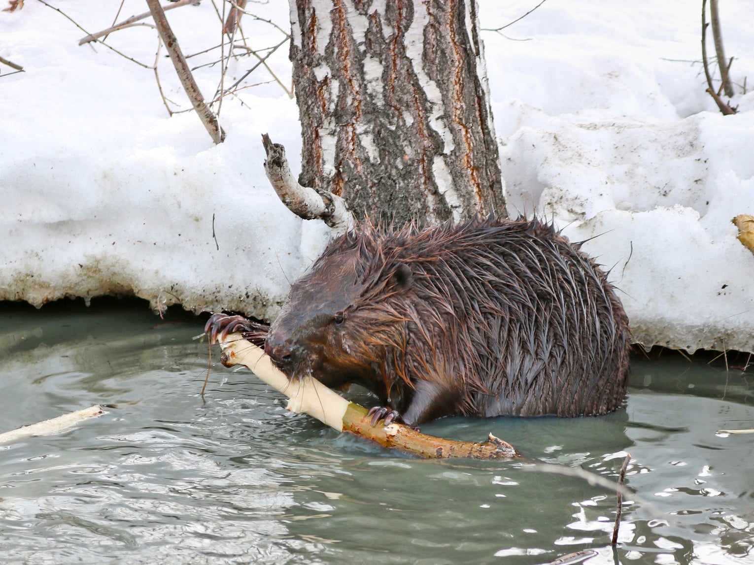 Beavers in Alaska are moving into new territories as the climate warms up due to human activity