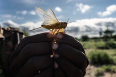 Can kebabs and cannibalism rid east Africa of locusts?