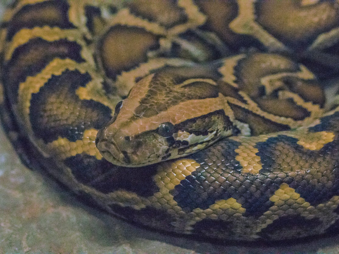 Florida is a hotspot for alien species among continental regions, including the Burmese python