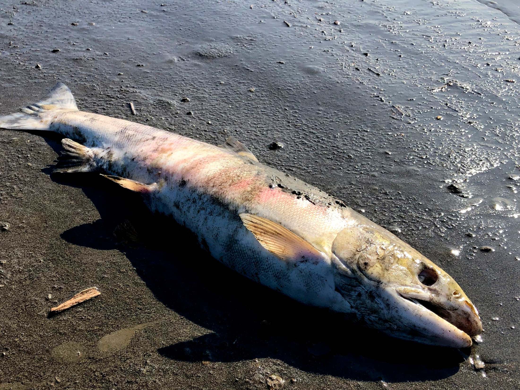 Global warming looks like it will be a far bigger problem for the world's fish species than scientists first thought, since a study led by Dr. Flemming Dahlke shows that when fish are spawning or are embryos they are far more vulnerable to hotter water