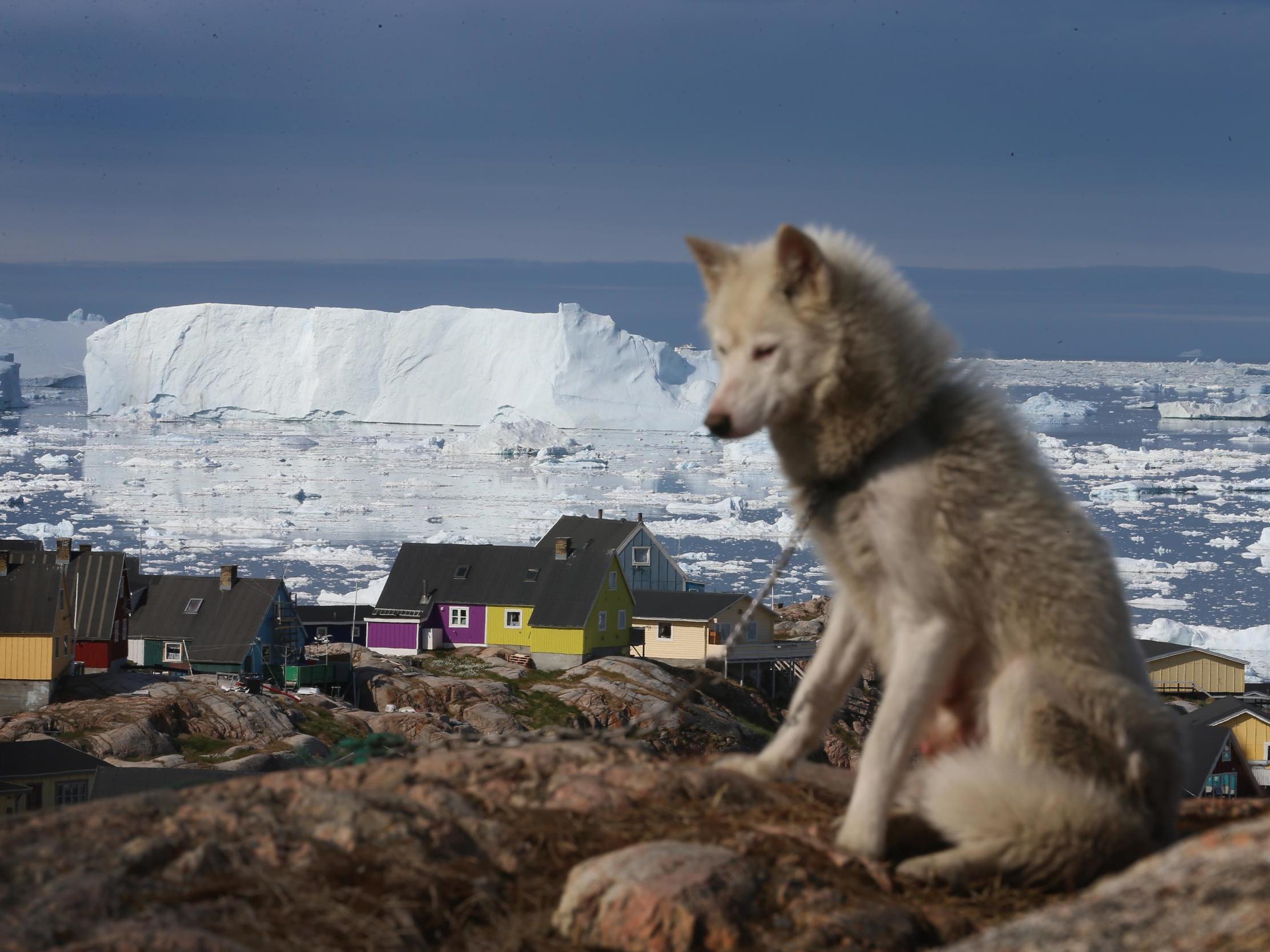 Researchers found that sled dogs, ancient and modern, did not show interbreeding with wolves