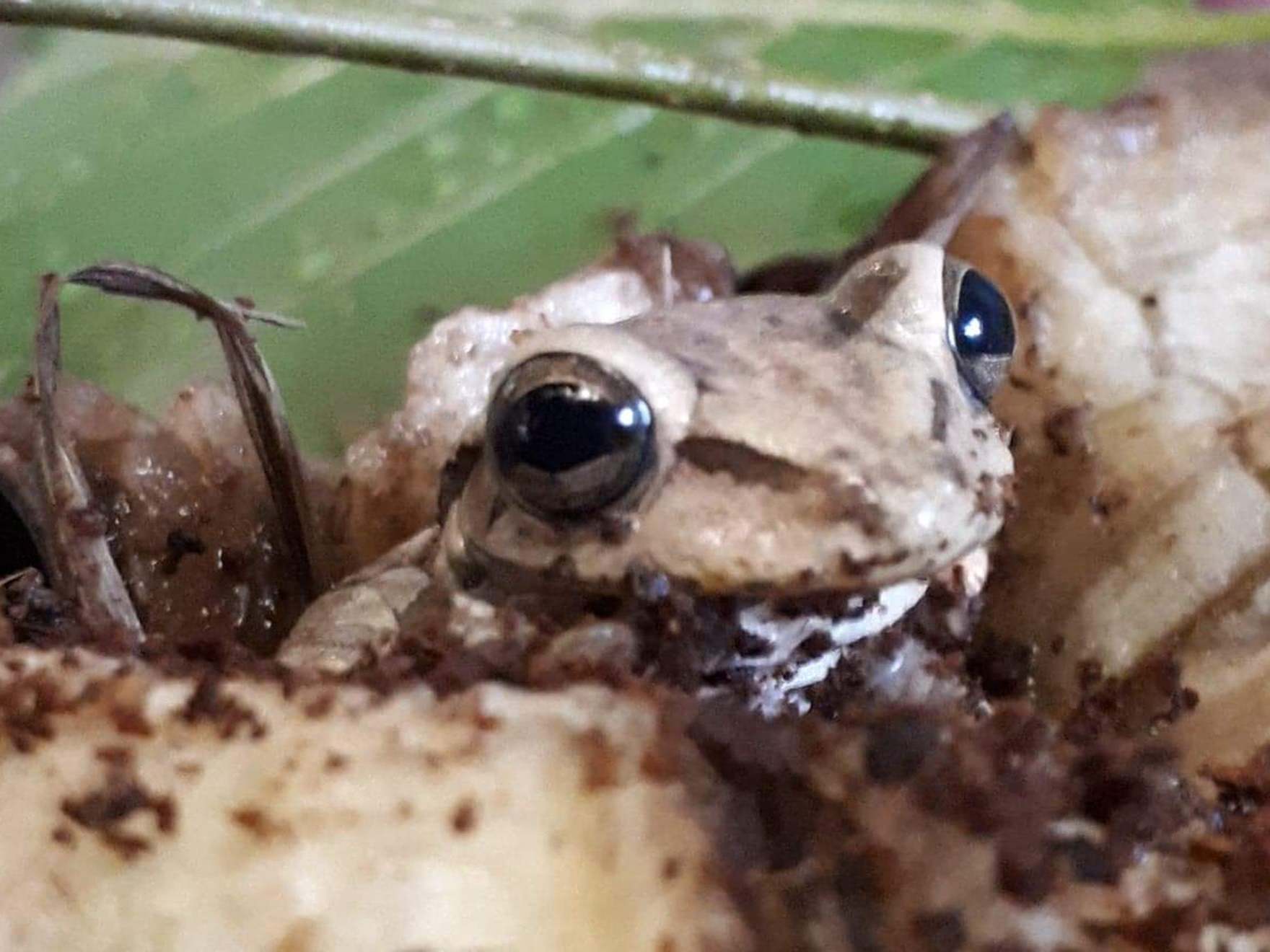 Photo issued by RSPCA Cymru of a frog, believed to be a Banana Tree Frog, that was found in a bunch of bananas at an Asda store in Llanelli