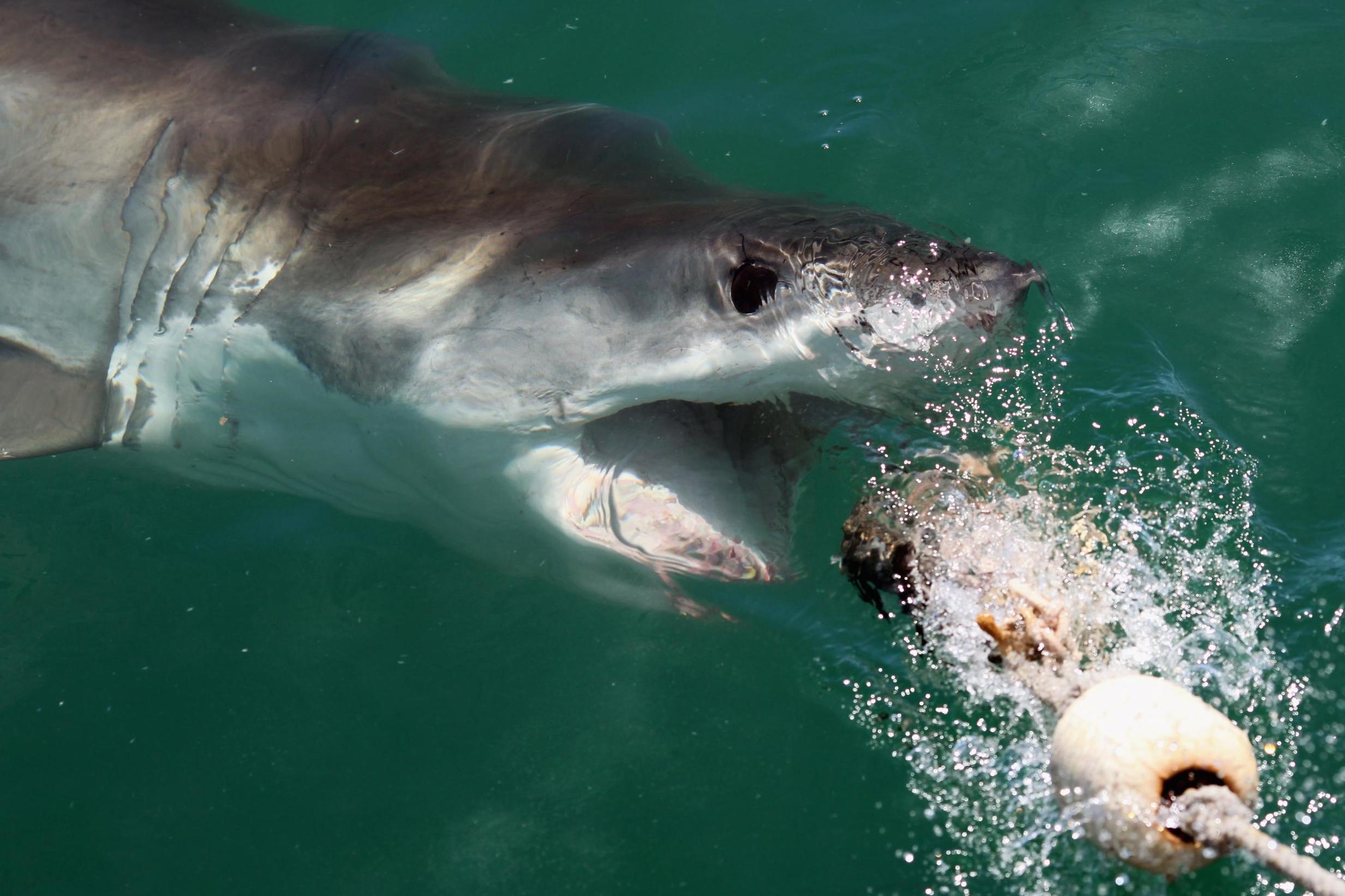 Some sharks embark on journeys that span thousands of miles (Getty)