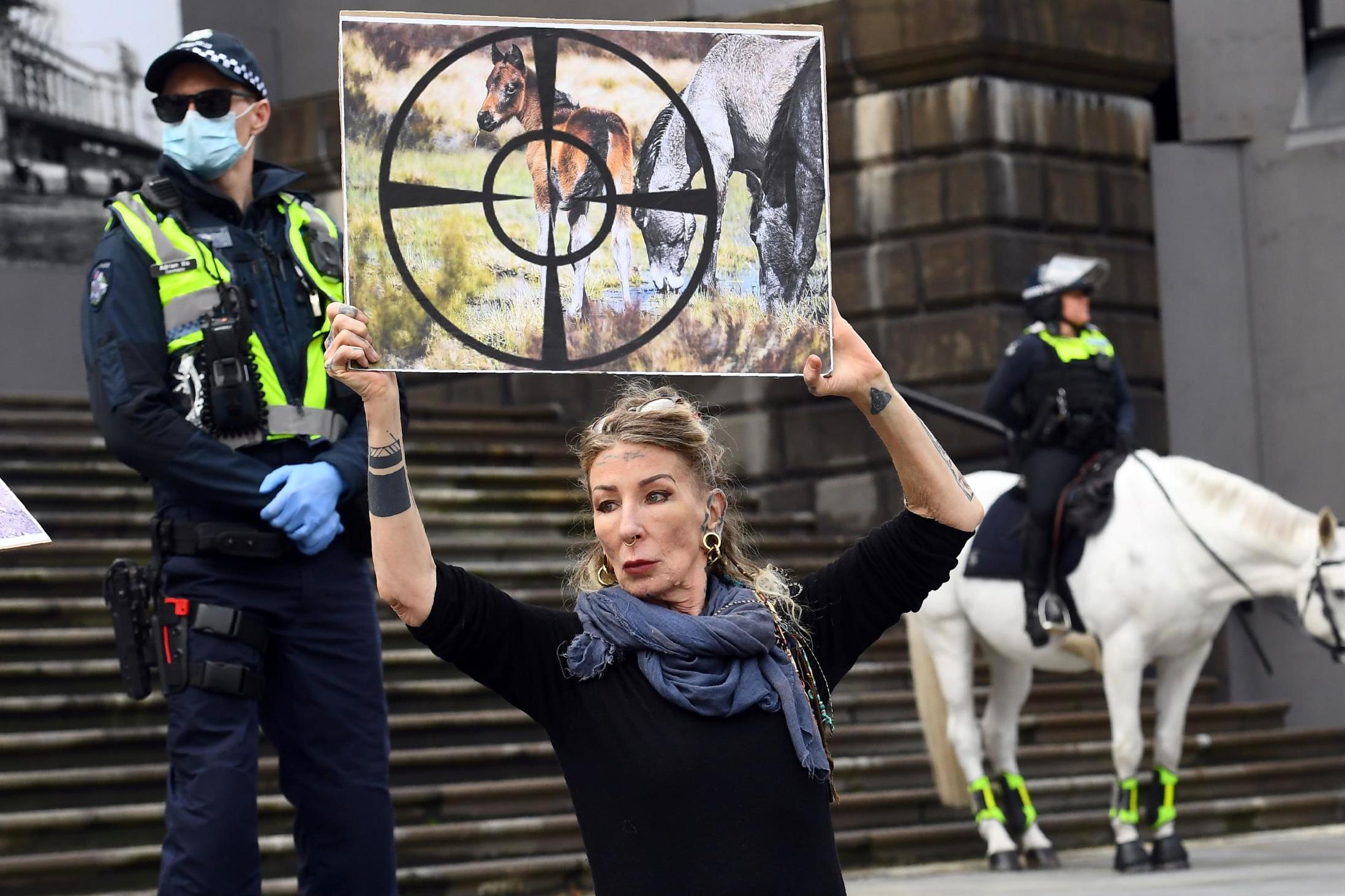 &#13;
Protests against the culling of brumbies are on the rise (AFP/Getty)&#13;