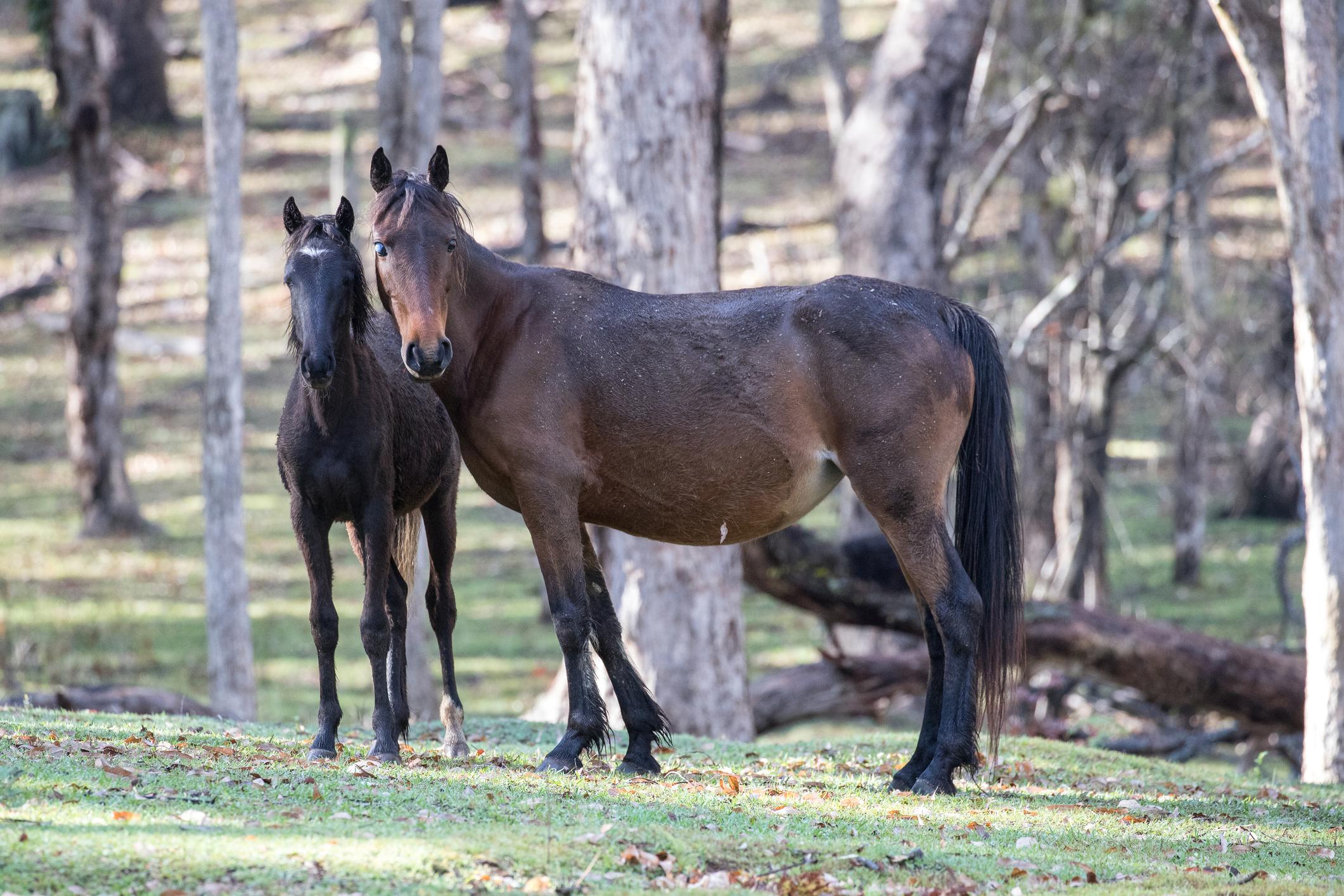 &#13;
Brumbies (wild horses) at Koombit Tops National Park in Queensland, Australia (Getty/iStockphoto)&#13;