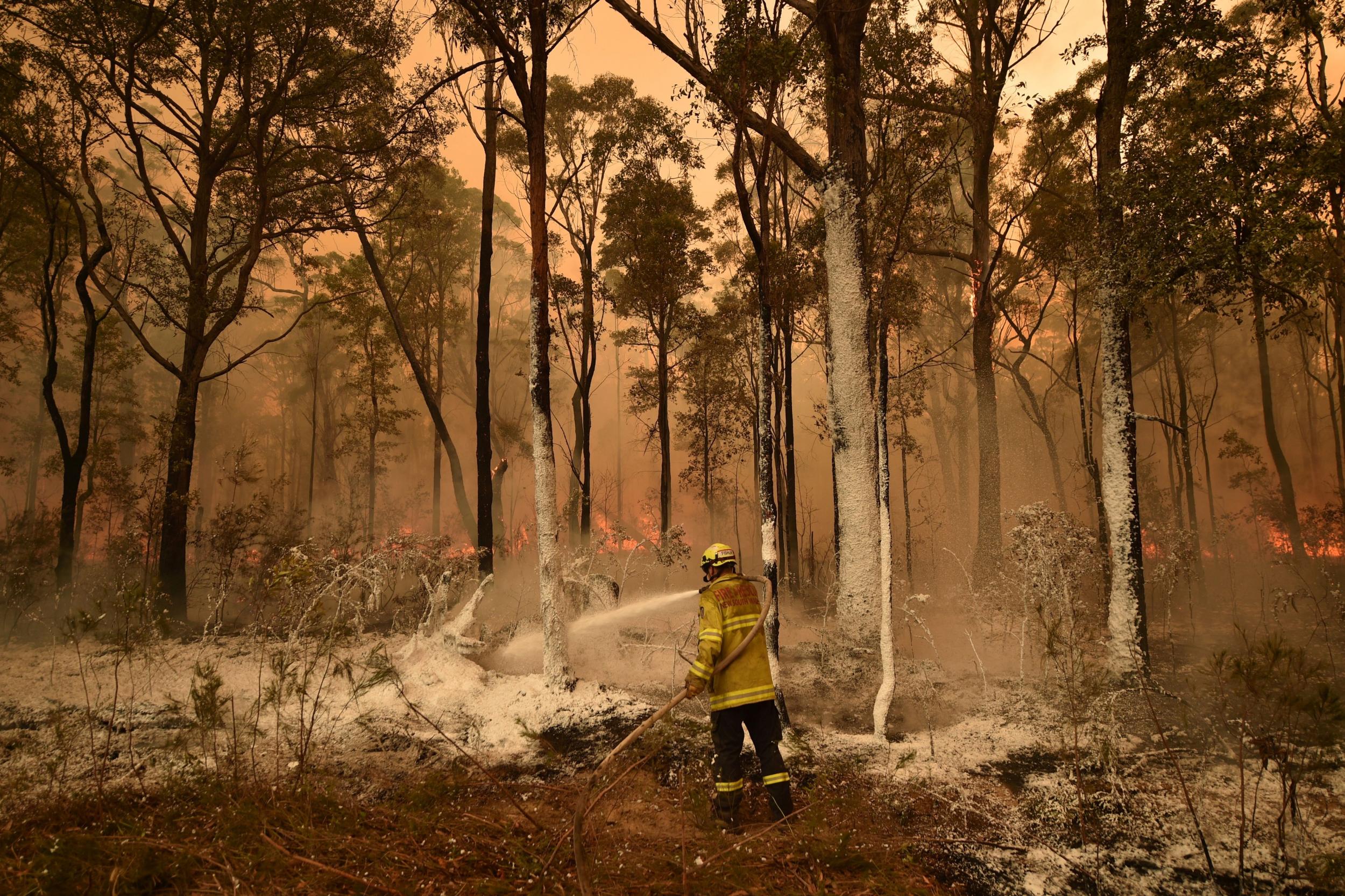 &#13;
Fires have devistated the bush, but scientists say hard-hooved horses have turned moss beds to mud (AFP/Getty)&#13;