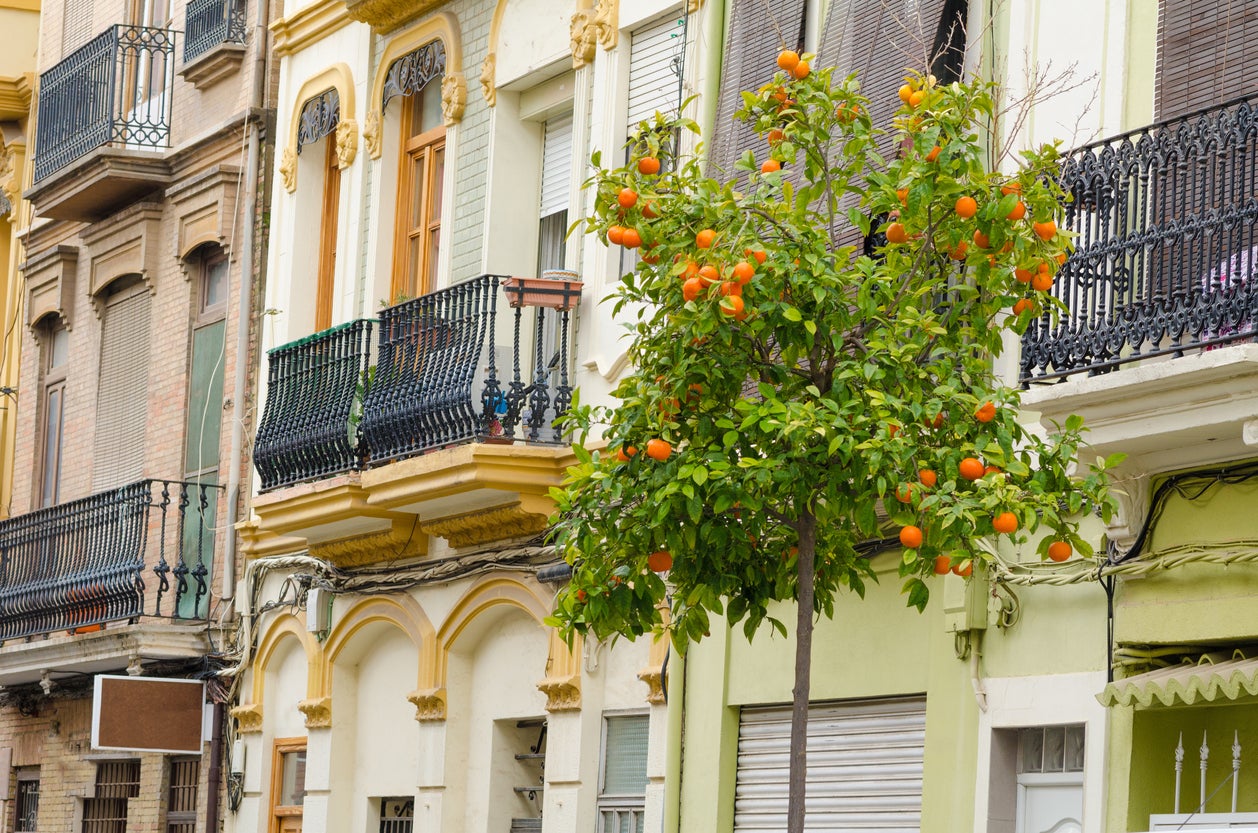 Old houses and ornamental orange trees in the Cabanyal district (Getty/iStock)