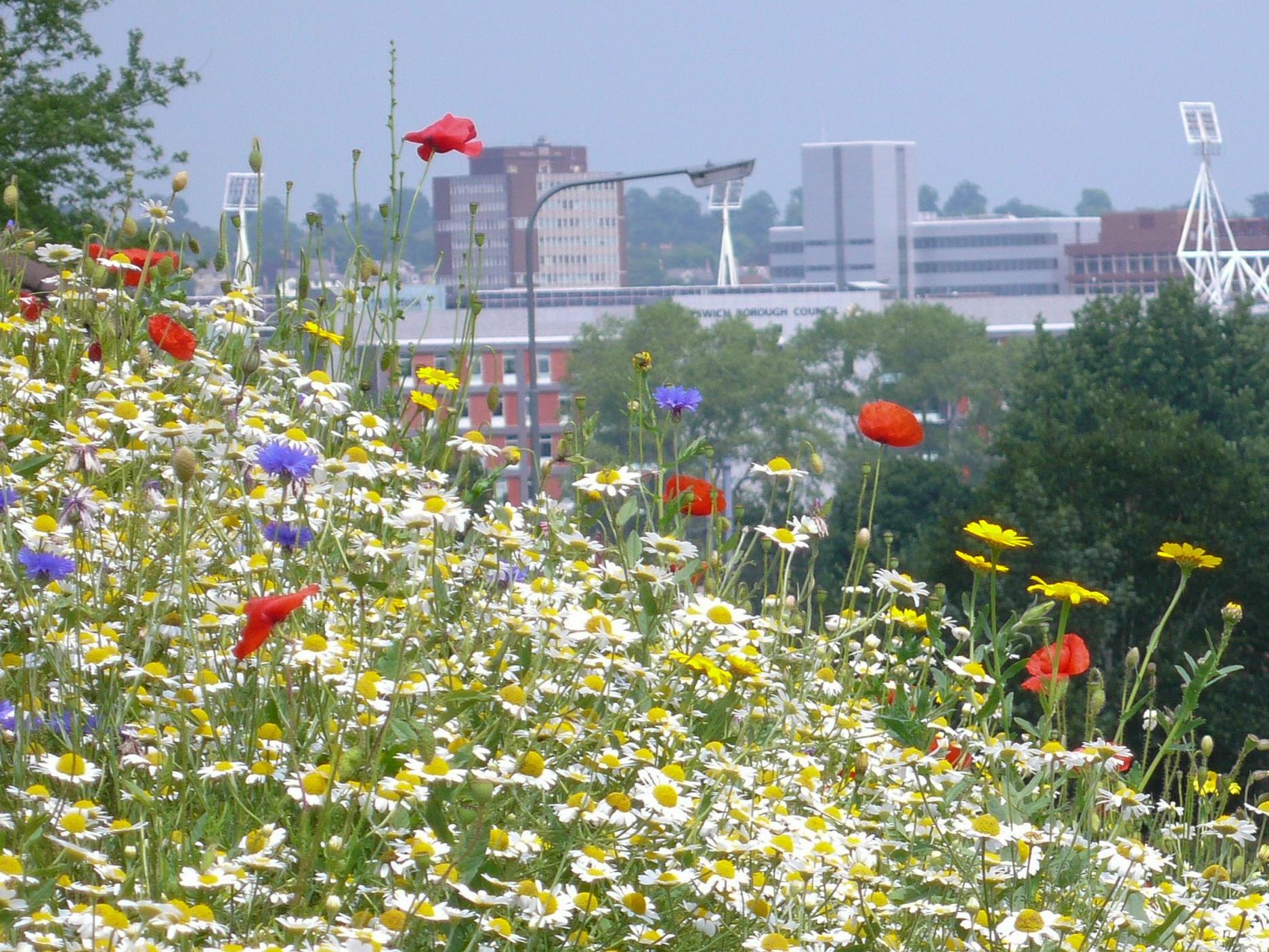 Wildflowers just outside Ipswich, Suffolk
