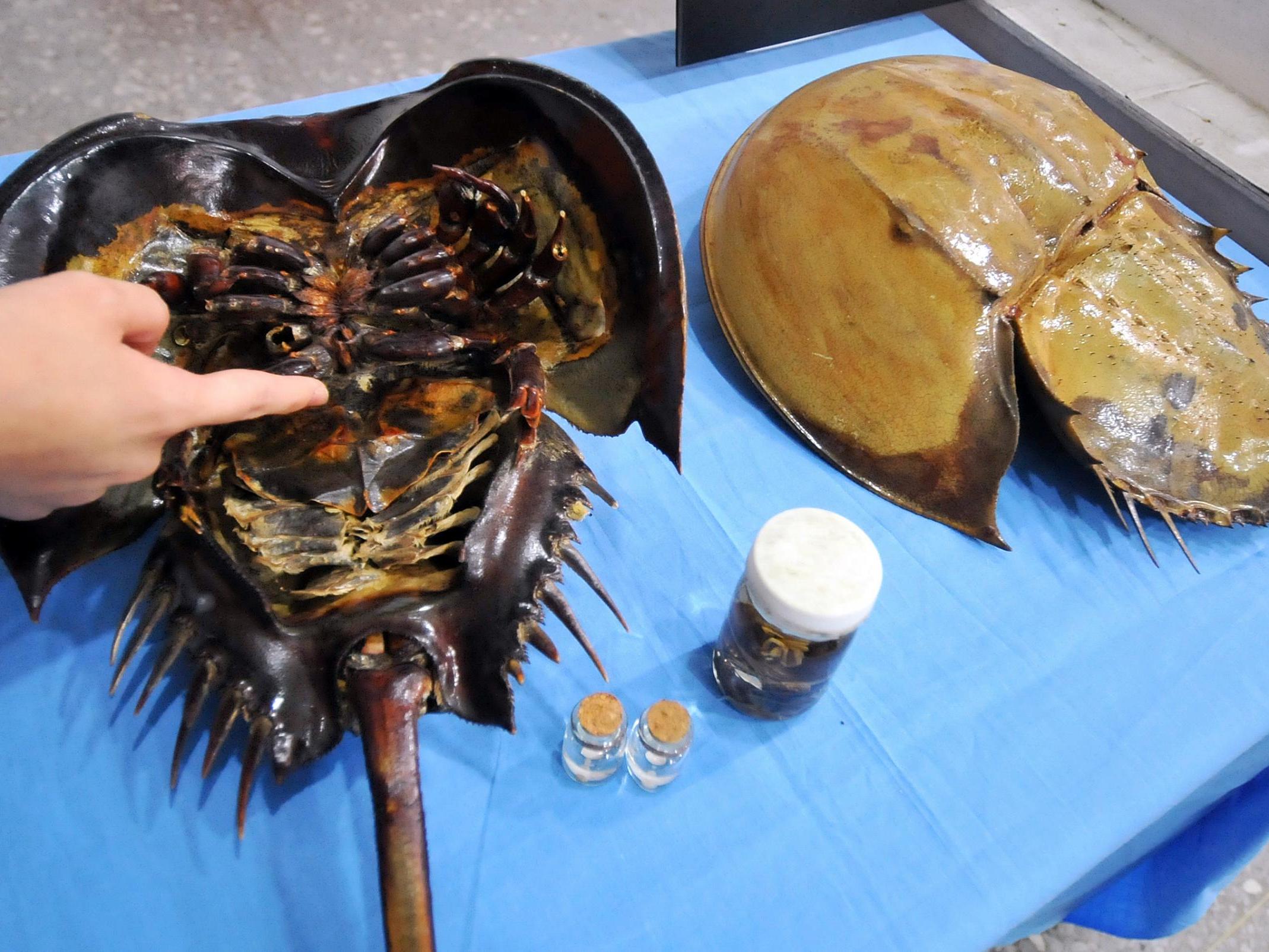 Scientist points to the place where horseshoe crabs are 'milked' for their blood