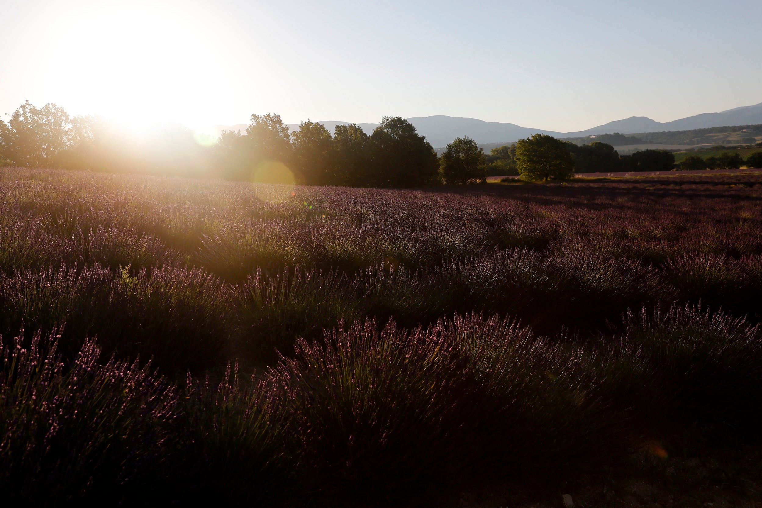 The lavender field on the plateau of Valensole