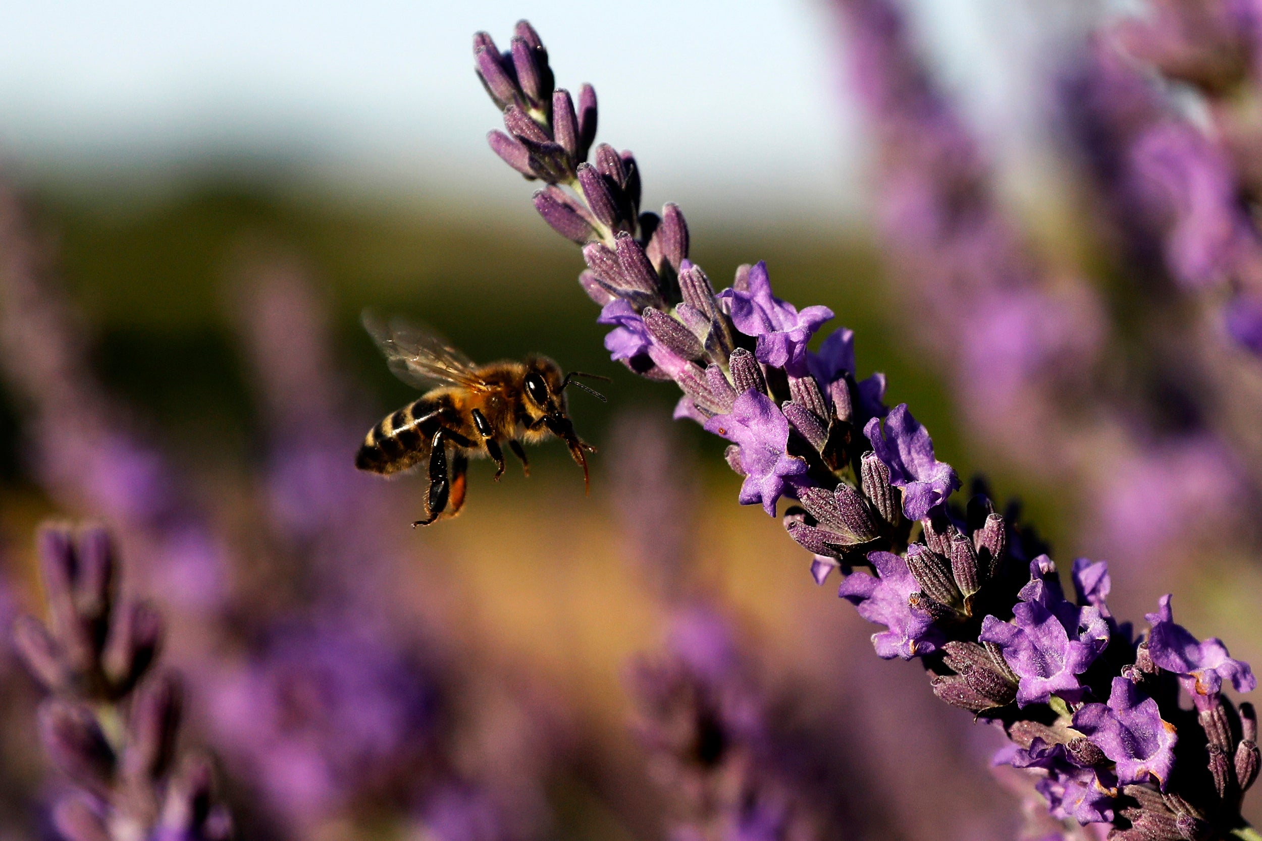 A bee collects pollen