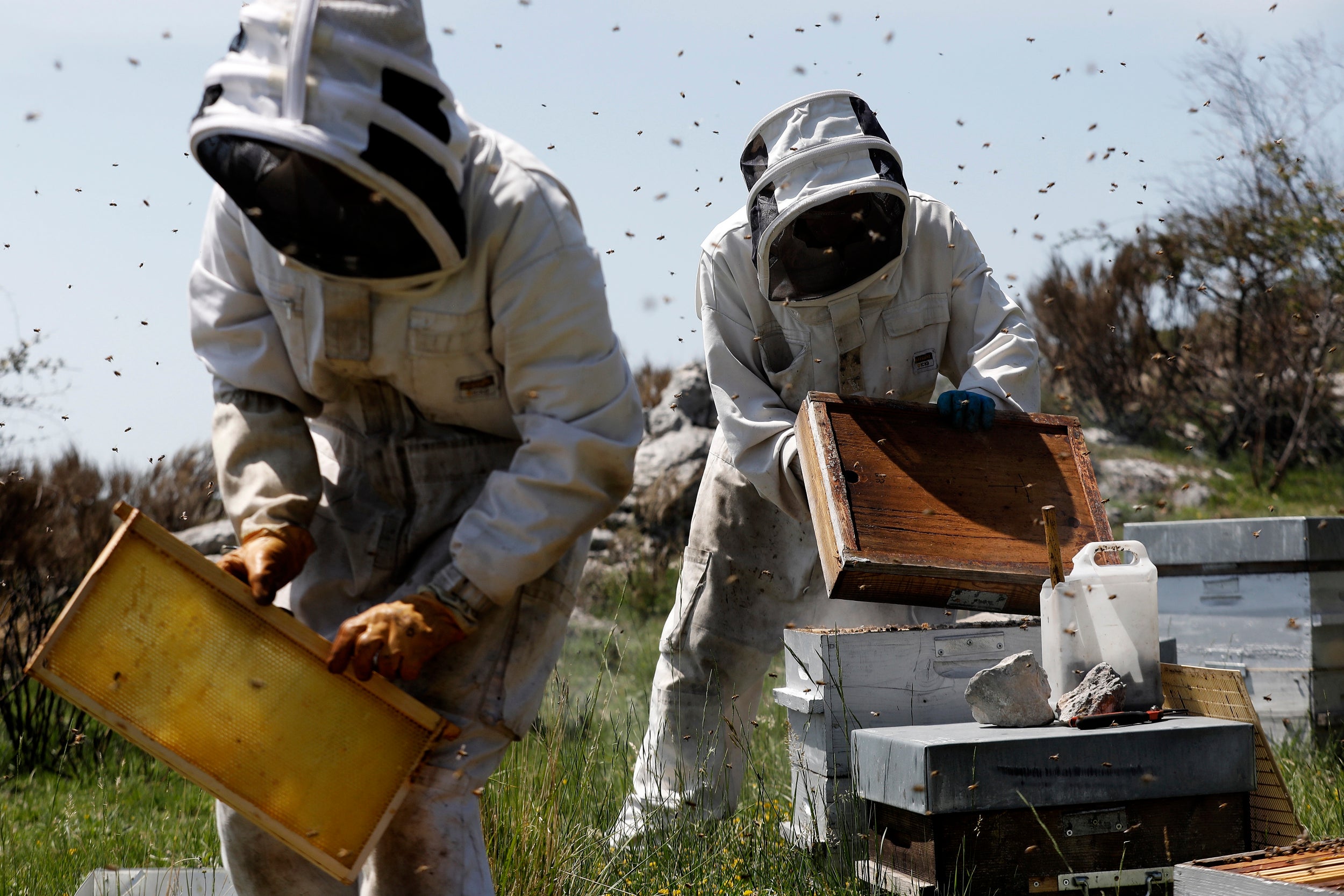 Payen (r) and a colleague Axel, check and select hives before the summer transhumance in Gourdon