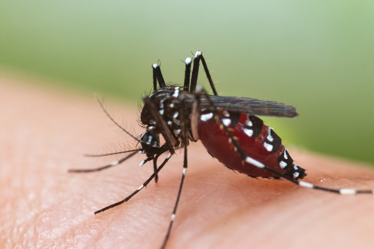 The Aedes albopictus mosquito which is known to carry the Zika virus