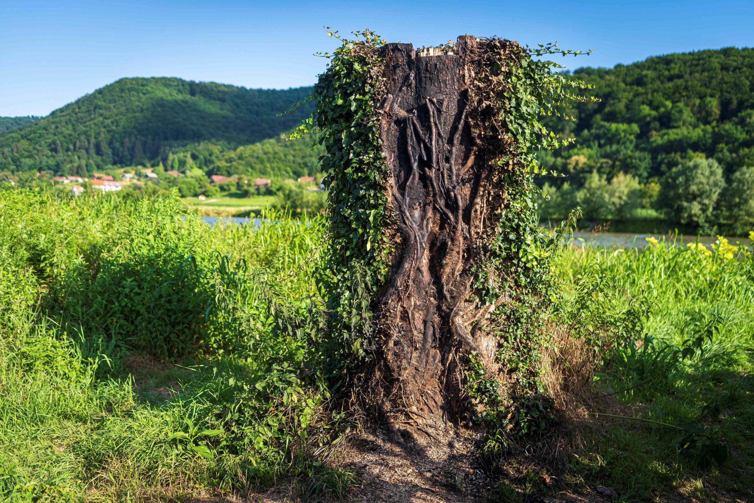 The charred remains of the tree trunk that served as a plinth for the statue (AFP/Getty)