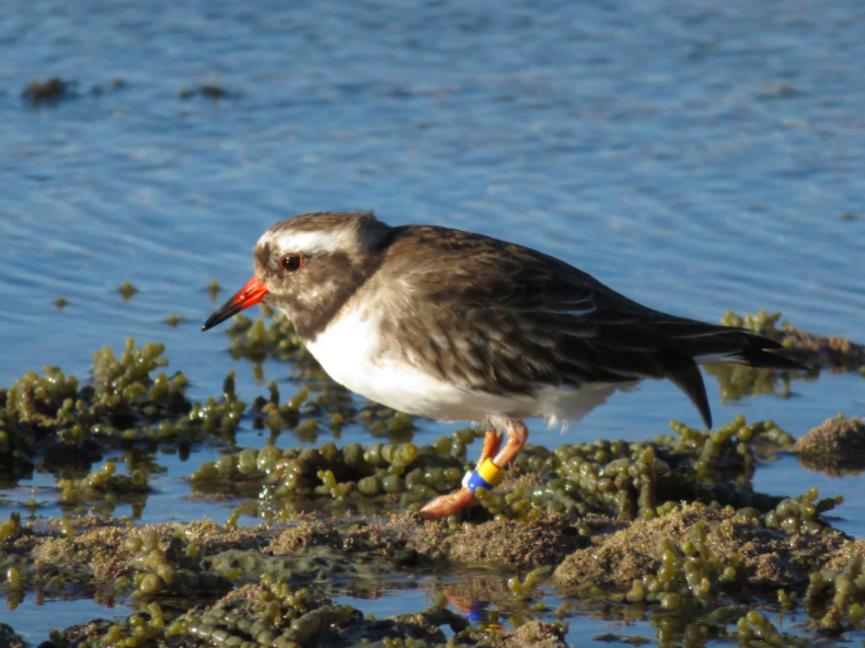 A shore plover, which is a critically endangered bird species in New Zealand