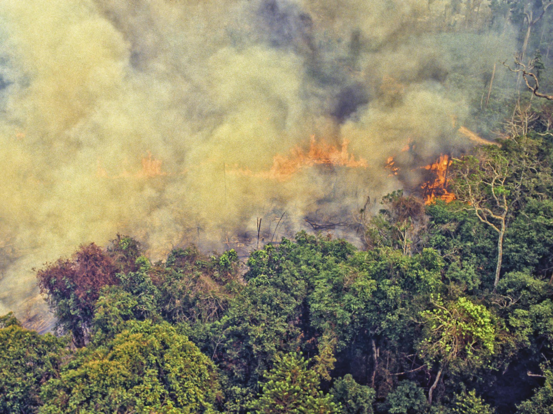 Deforestation of the Amazon is largely driven by demand for agricultural space, particularly for soy beans and cattle