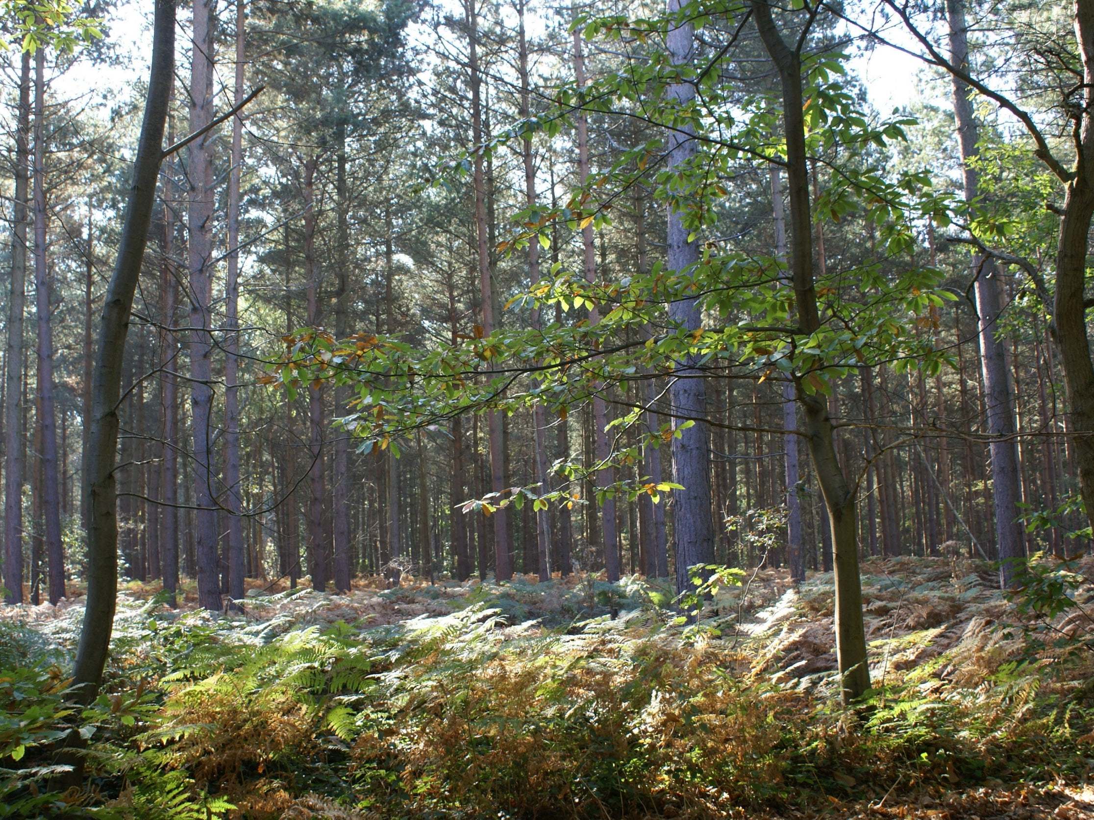 Blean Woods, near Canterbury, Kent, where Bison are being introduced in a project led by Kent Wildlife Trust and the Wildwood Trust to restore ancient habitat and wildlife.