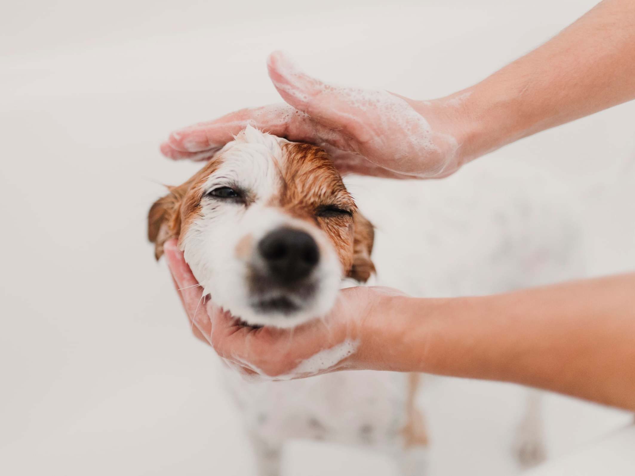 Decide ahead of time who in the household will look after tasks like washing, feeding and walking