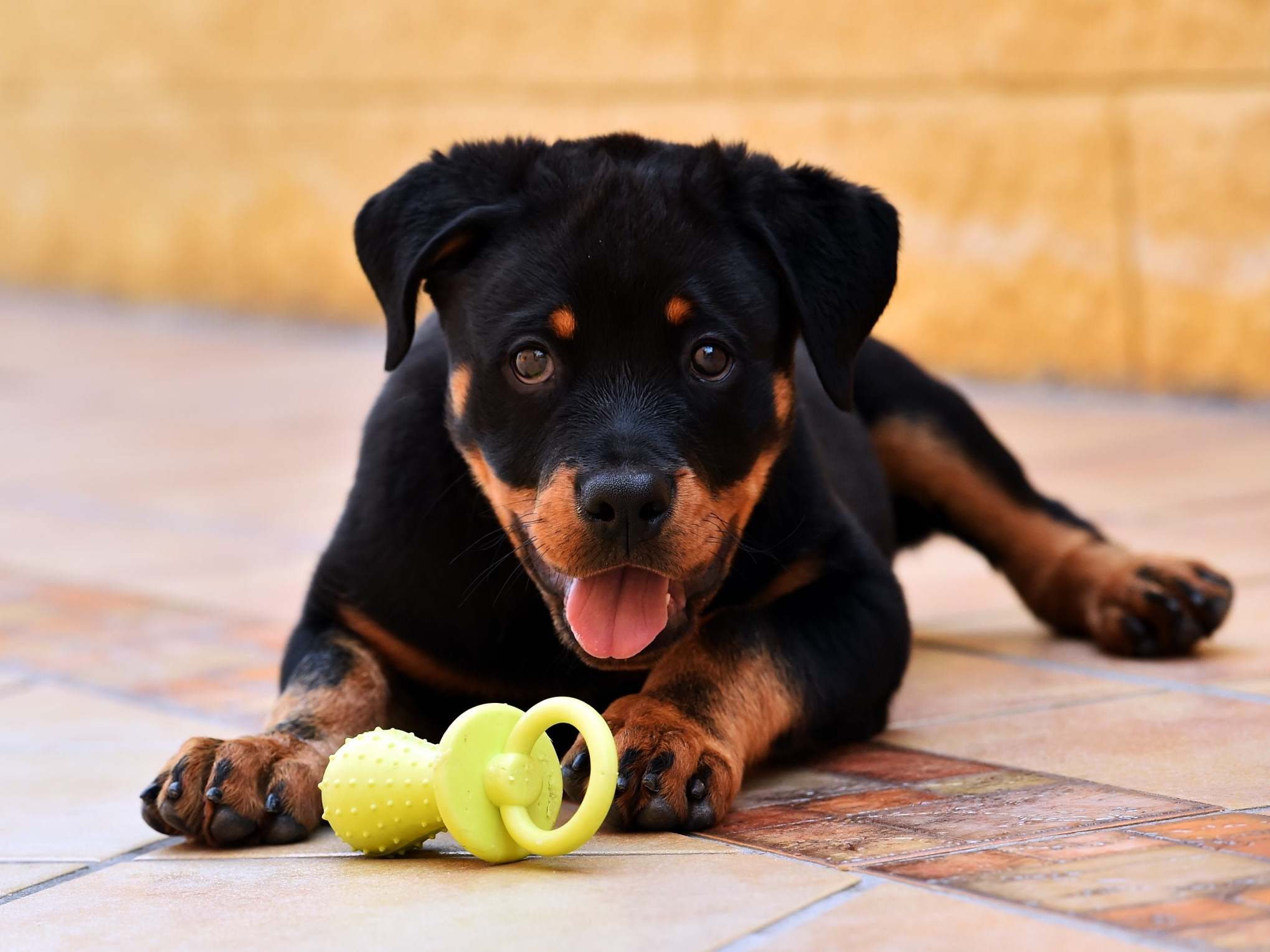 Puppy love: lockdown has seen a rise in pet adoption as people look for companionship