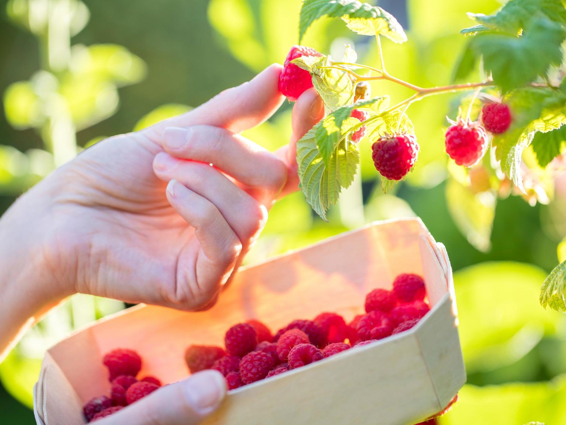 ‘Providing my own two portions of organic fruit per day for over half the year saves me about £400 and providing my own fresh fruit-juice daily saves about another £200’, writes Donnachadh McCarthy