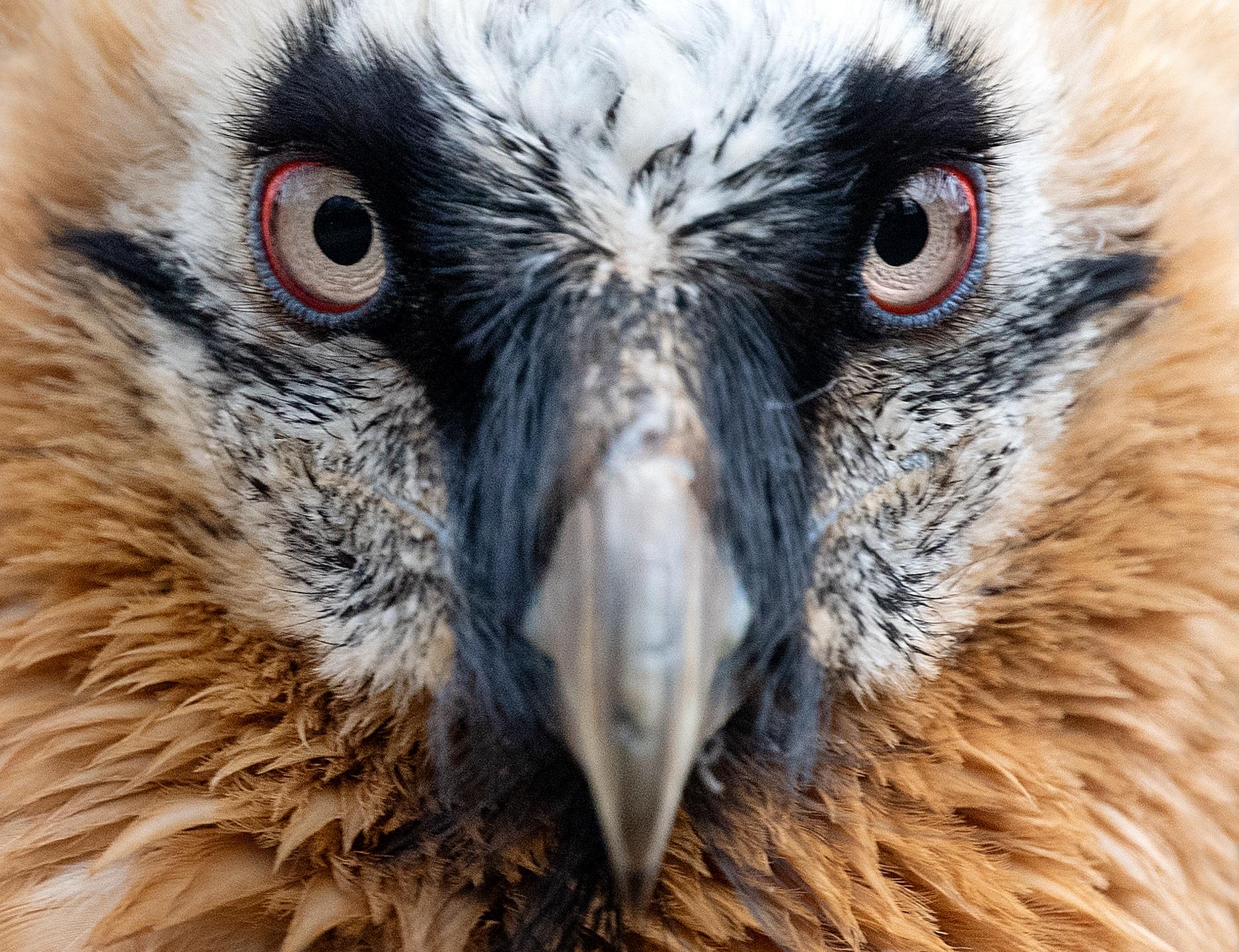 The bearded vulture drops animal skeletons from a height to smash their bones into bitesize pieces