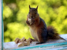 Squirrel tests positive for bubonic plague