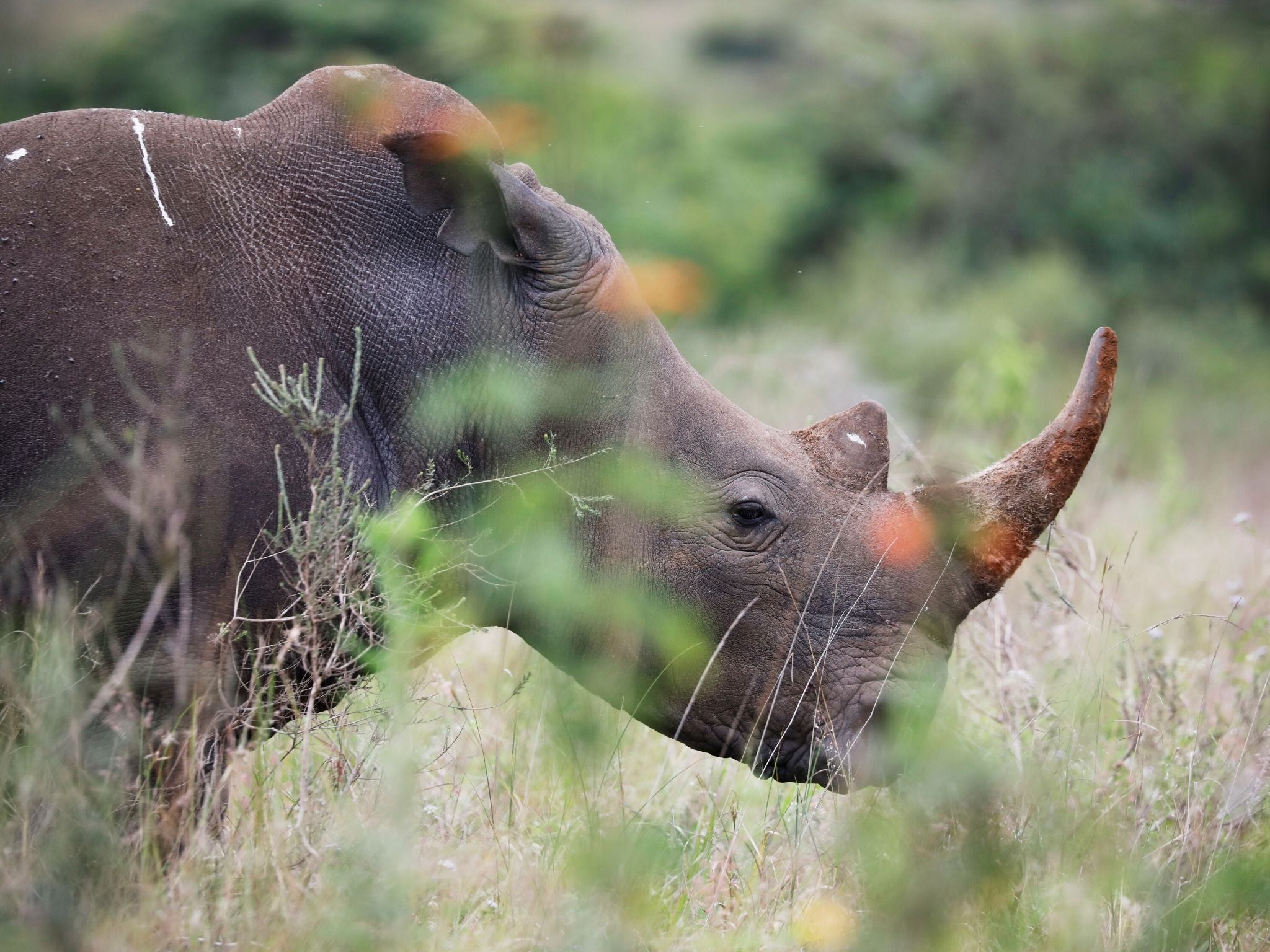 Officials in Botswana fear up to 10 per cent of the country’s 500 rhinoceroses may have been wiped out since March